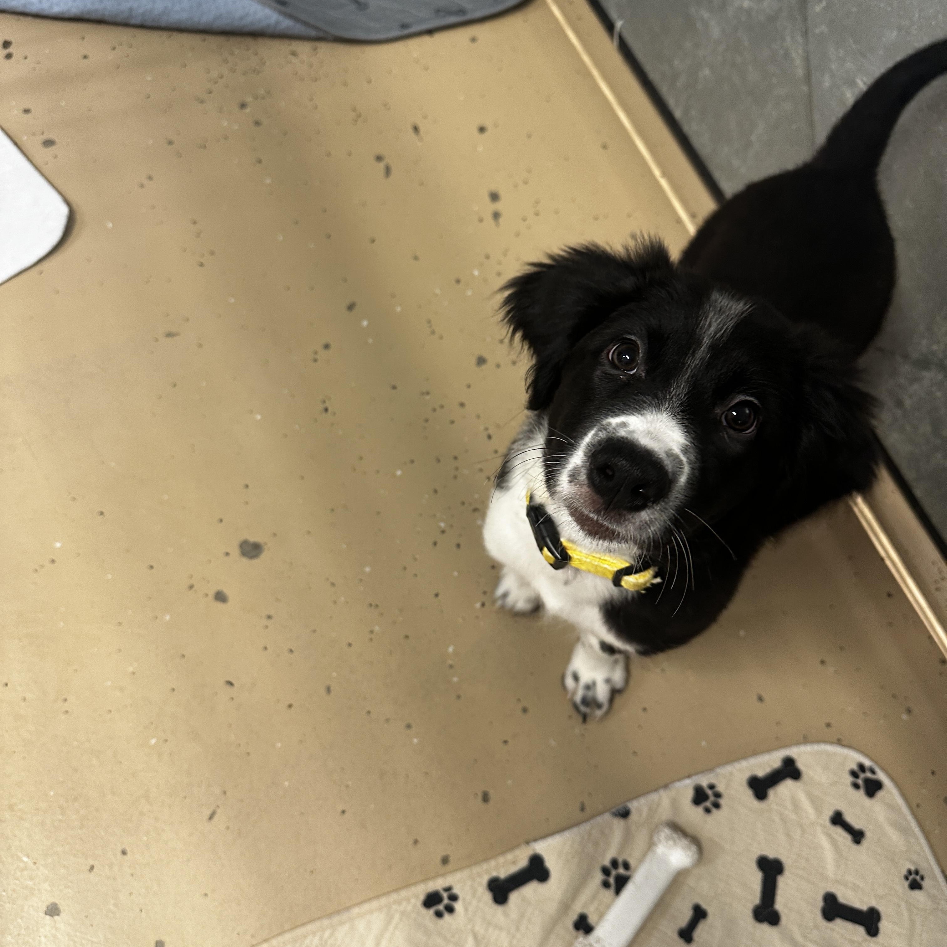 Mugsy, a Adoptable mixed breed in Cedar Rapids, IA image 4/6