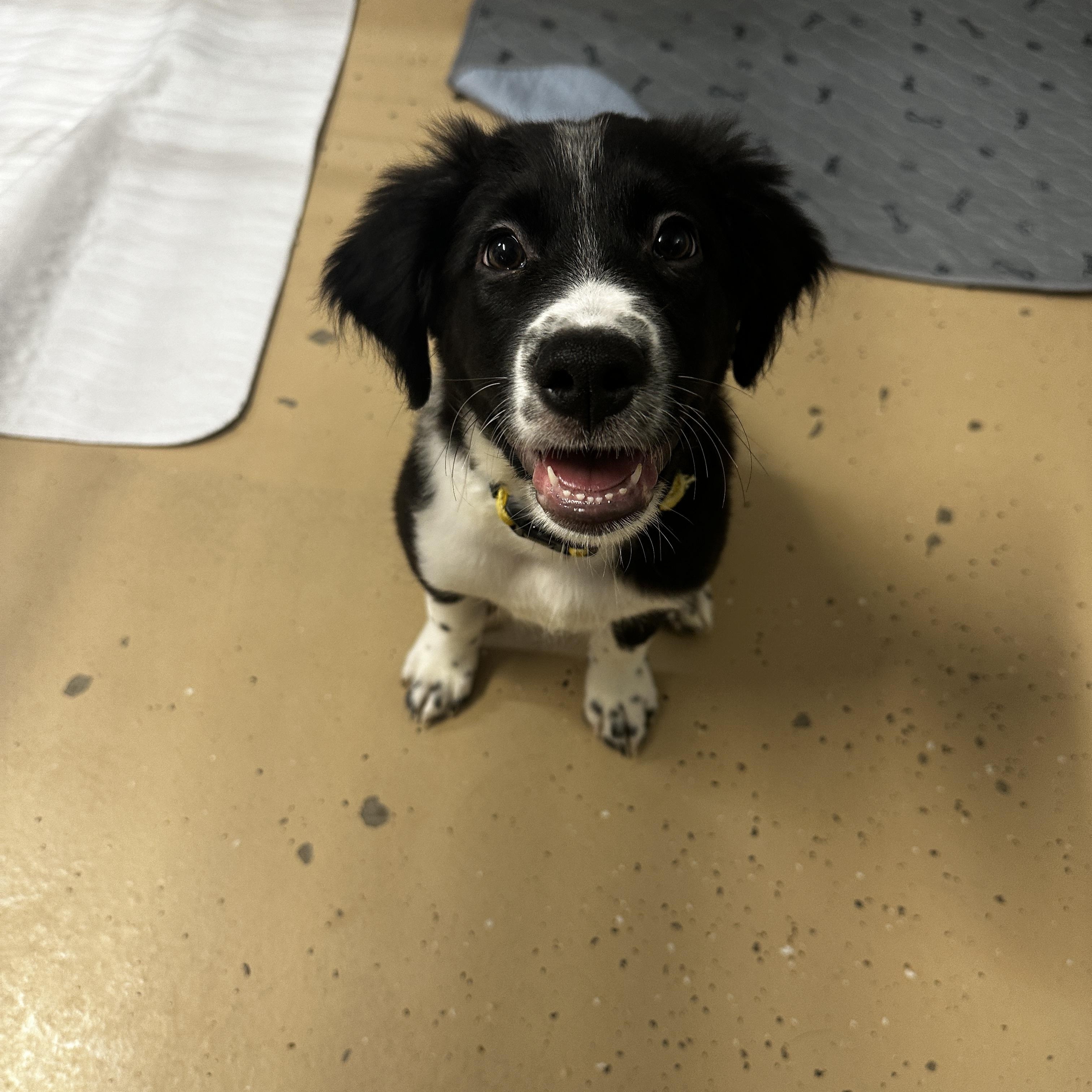 Mugsy, a Adoptable mixed breed in Cedar Rapids, IA image 1/6