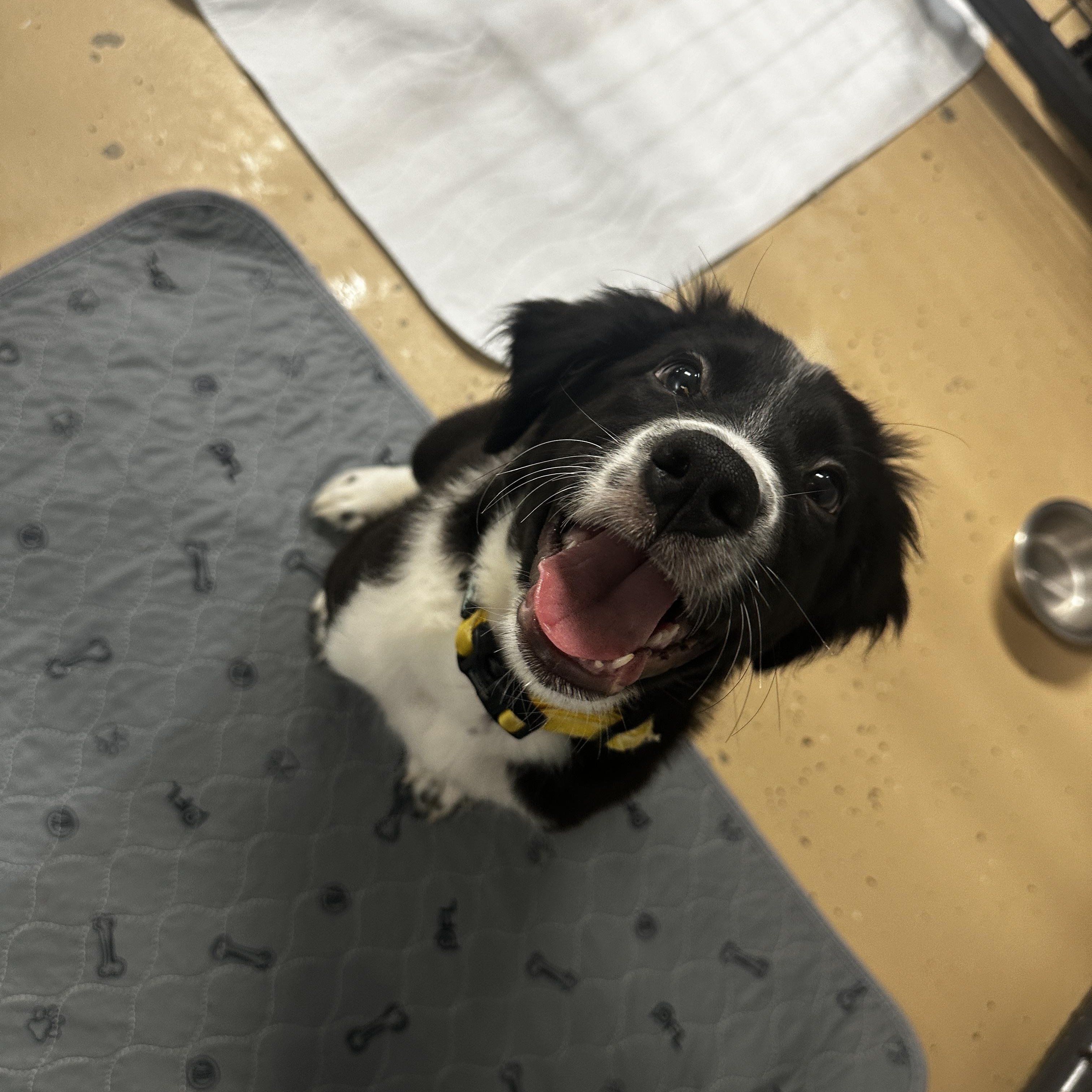 Mugsy, a Adoptable mixed breed in Cedar Rapids, IA image 6/6