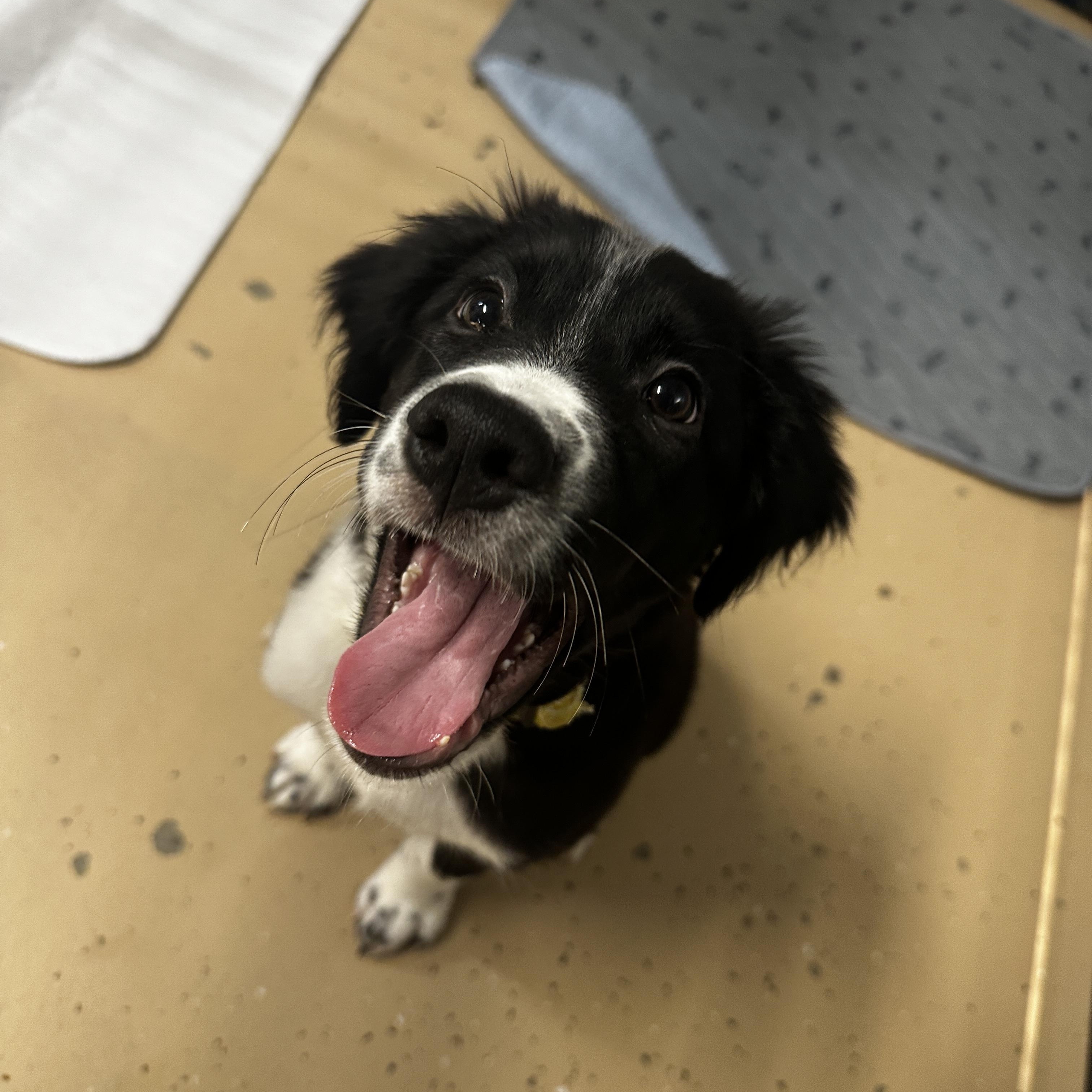 Mugsy, a Adoptable mixed breed in Cedar Rapids, IA image 2/6