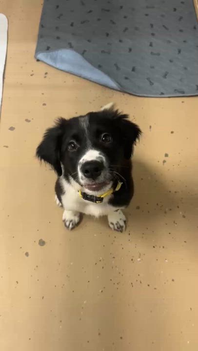 Enlarge Mugsy, a Adoptable mixed breed in Cedar Rapids, IA video 5/6