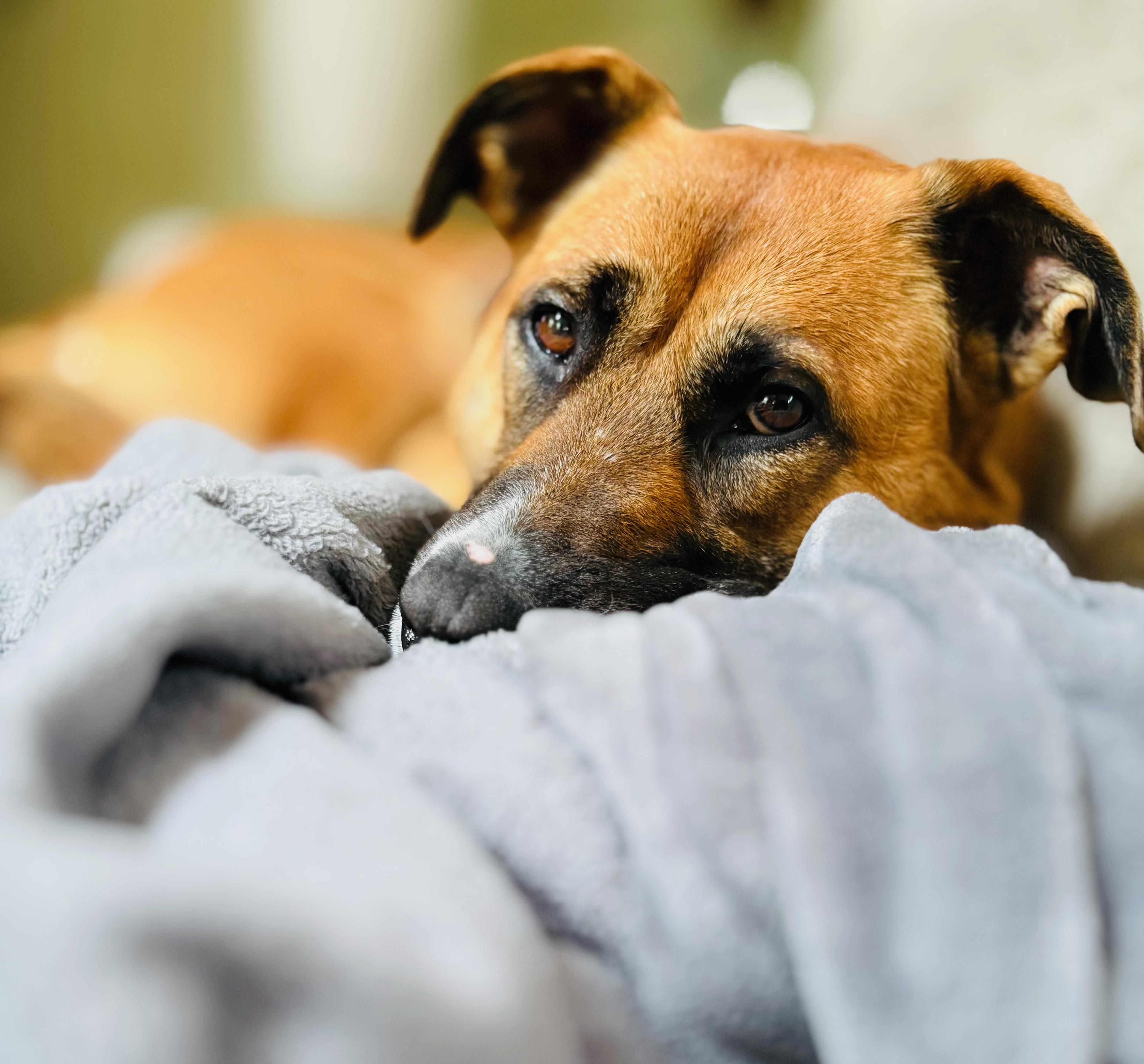 Nikita, an adoptable Mixed Breed in St Stephen, NB, E3L 2X2 | Photo Image 1