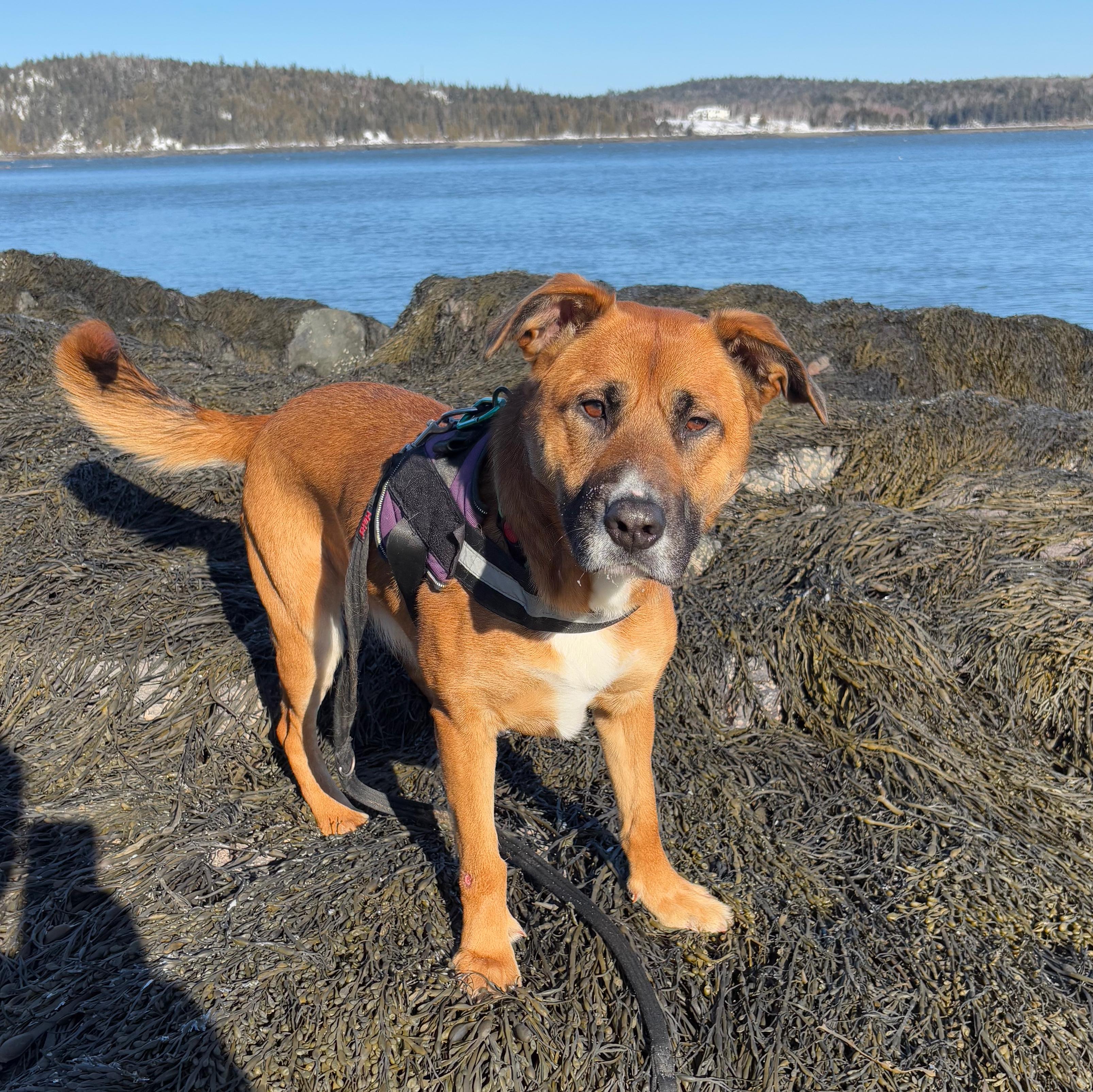 Nikita, an adoptable Mixed Breed in St Stephen, NB, E3L 2X2 | Photo Image 4