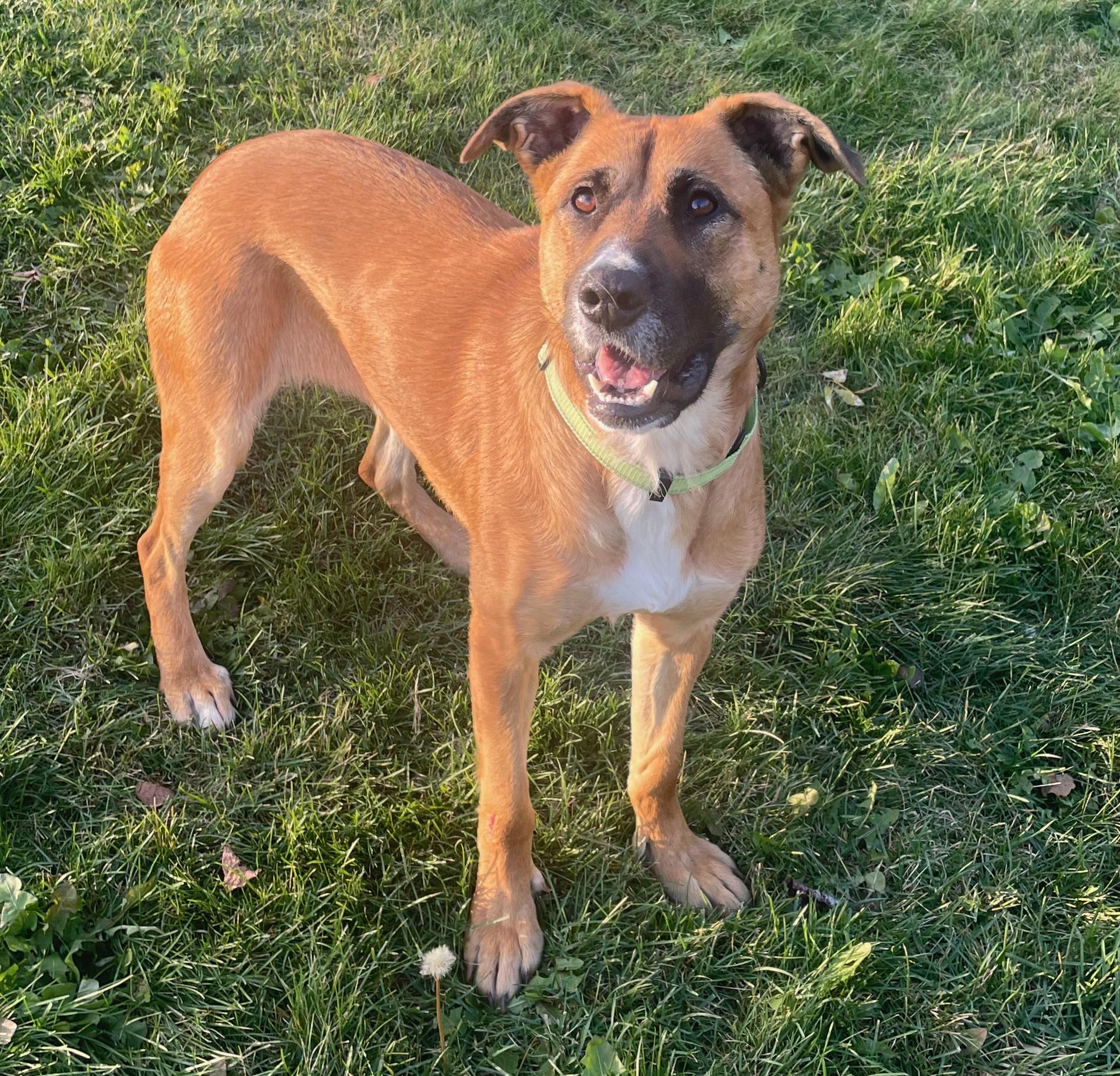 Nikita, an adoptable Mixed Breed in St Stephen, NB, E3L 2X2 | Photo Image 3