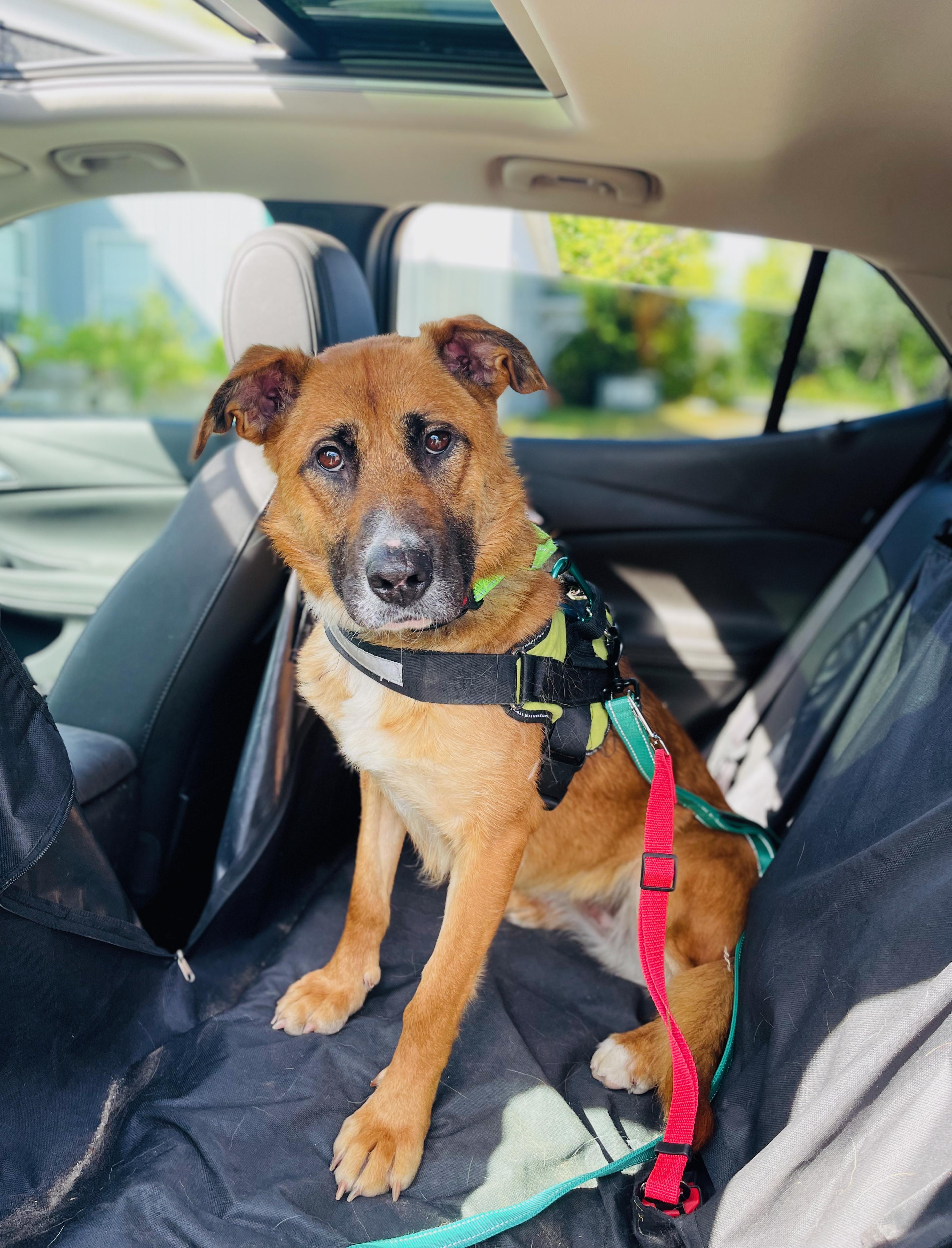 Nikita, an adoptable Mixed Breed in St Stephen, NB, E3L 2X2 | Photo Image 2