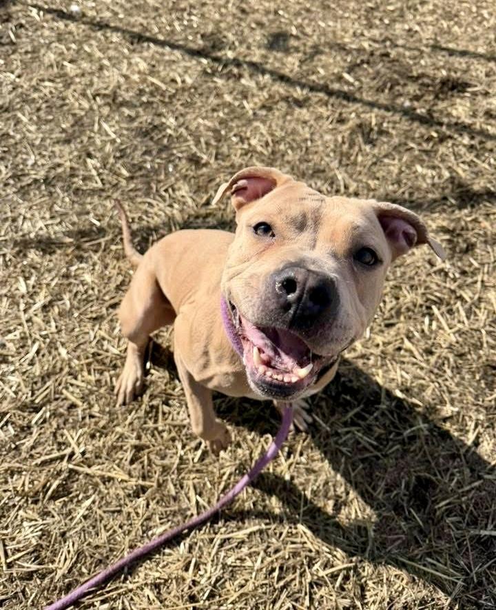 Caelan, a ADOPTABLE Pit Bull Terrier in Chicago, IL image 1/5