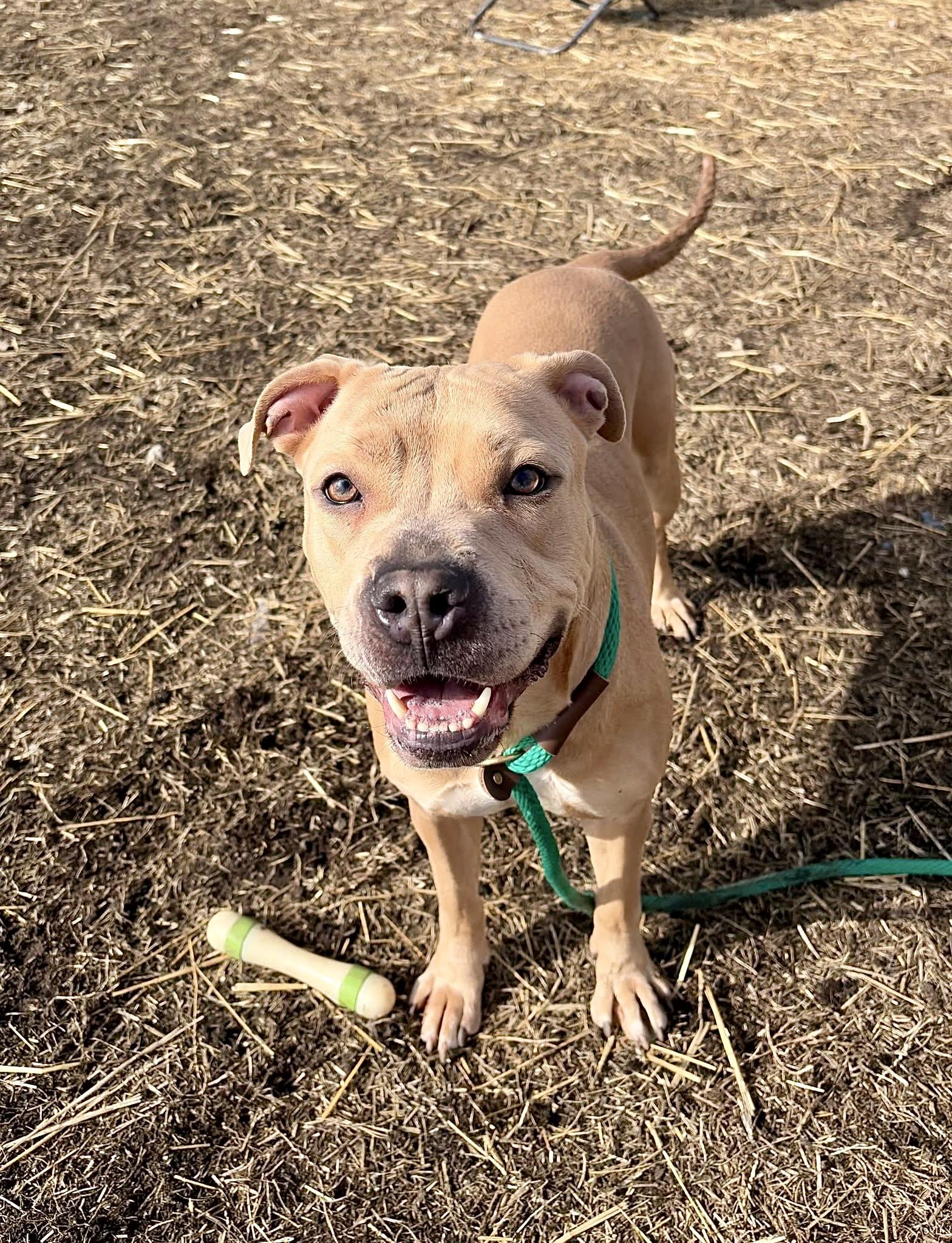 Caelan, a ADOPTABLE Pit Bull Terrier in Chicago, IL image 3/5