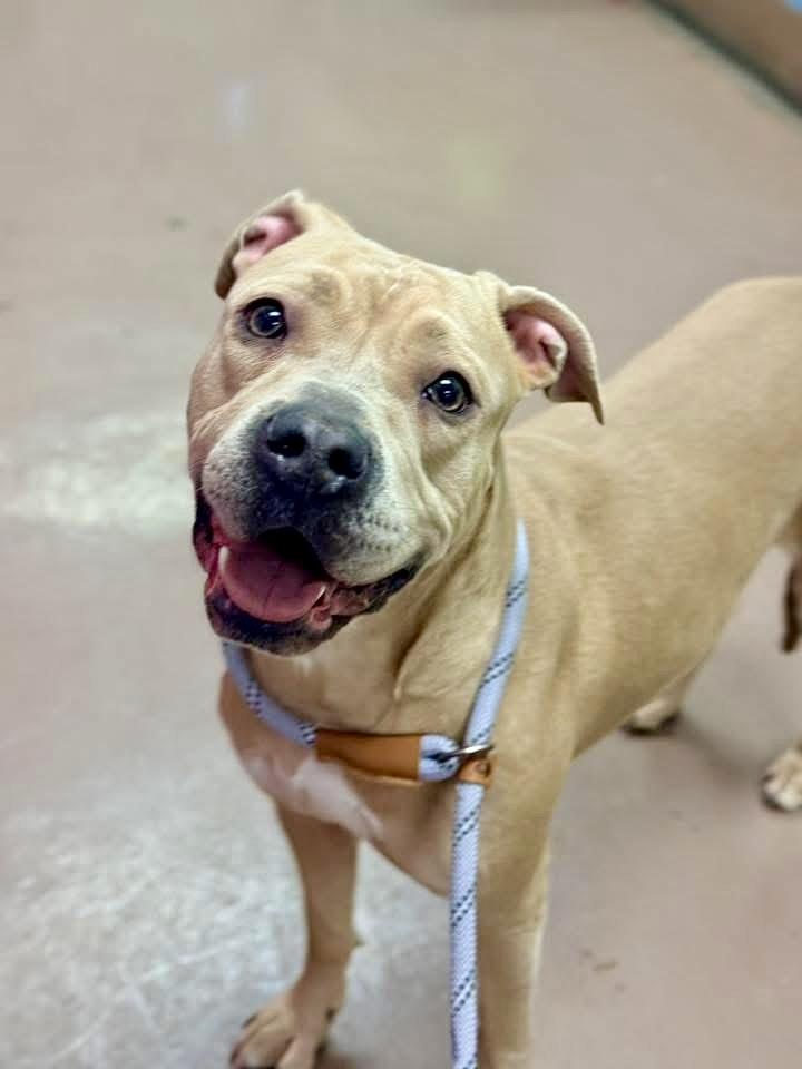 Caelan, a ADOPTABLE Pit Bull Terrier in Chicago, IL image 2/5