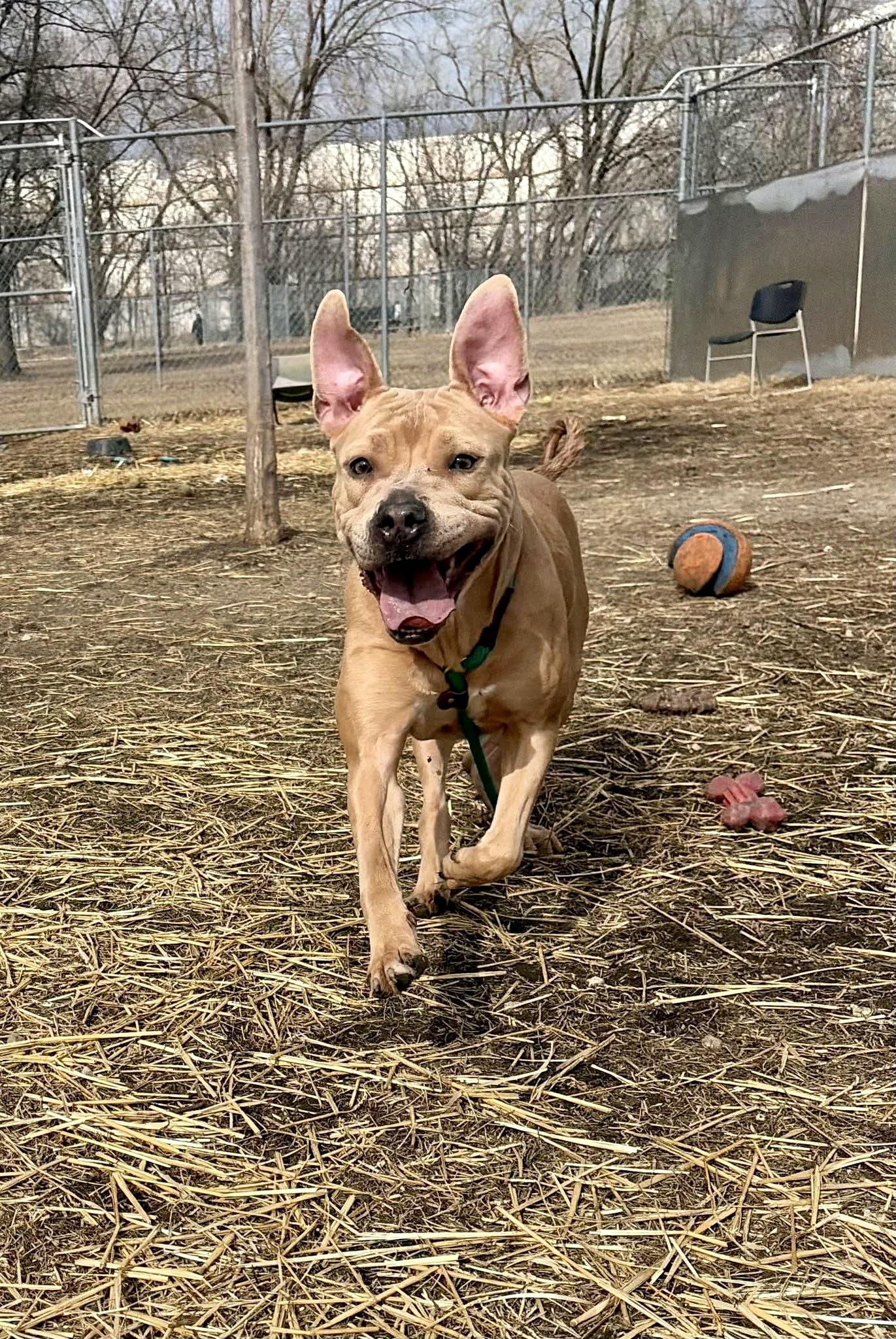 Caelan, a ADOPTABLE Pit Bull Terrier in Chicago, IL image 4/5