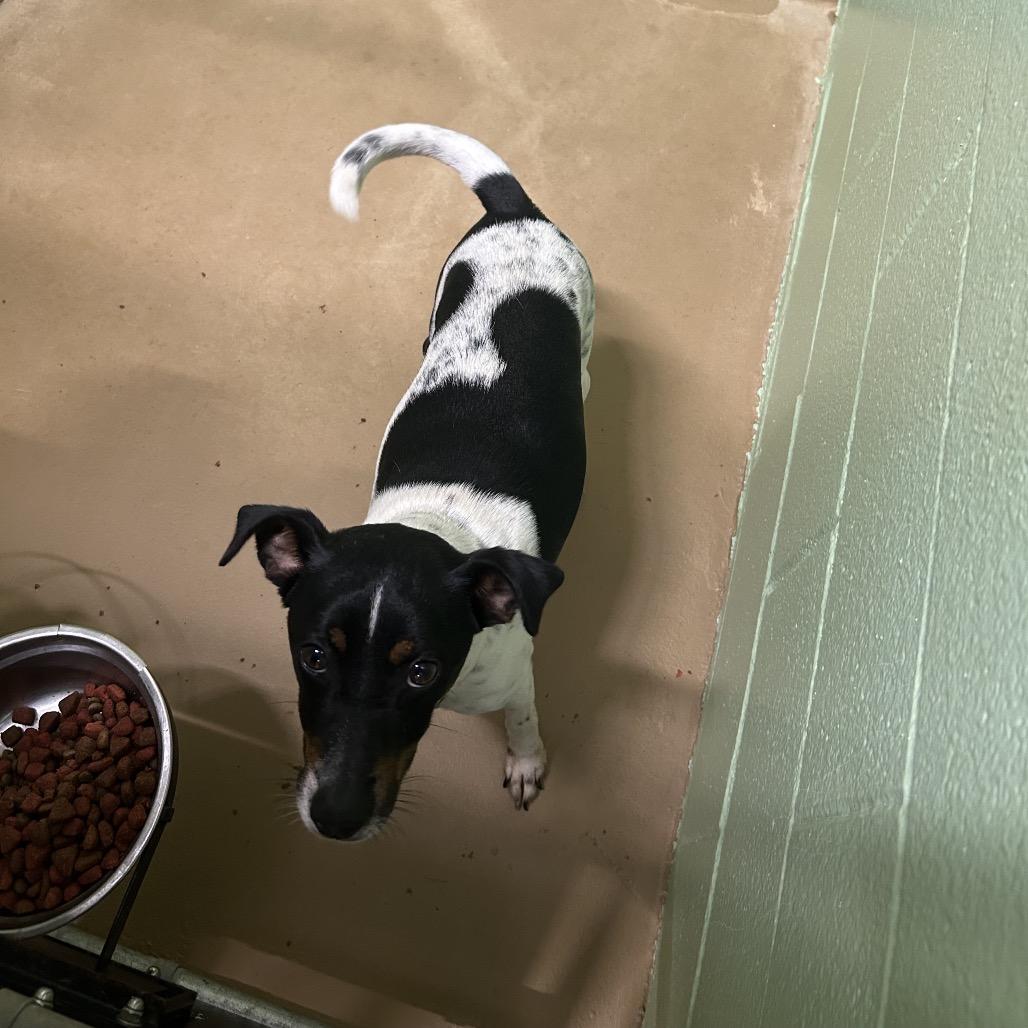 Enlarge Mickey, a Adoptable Terrier in Portland, TX image 1/6
