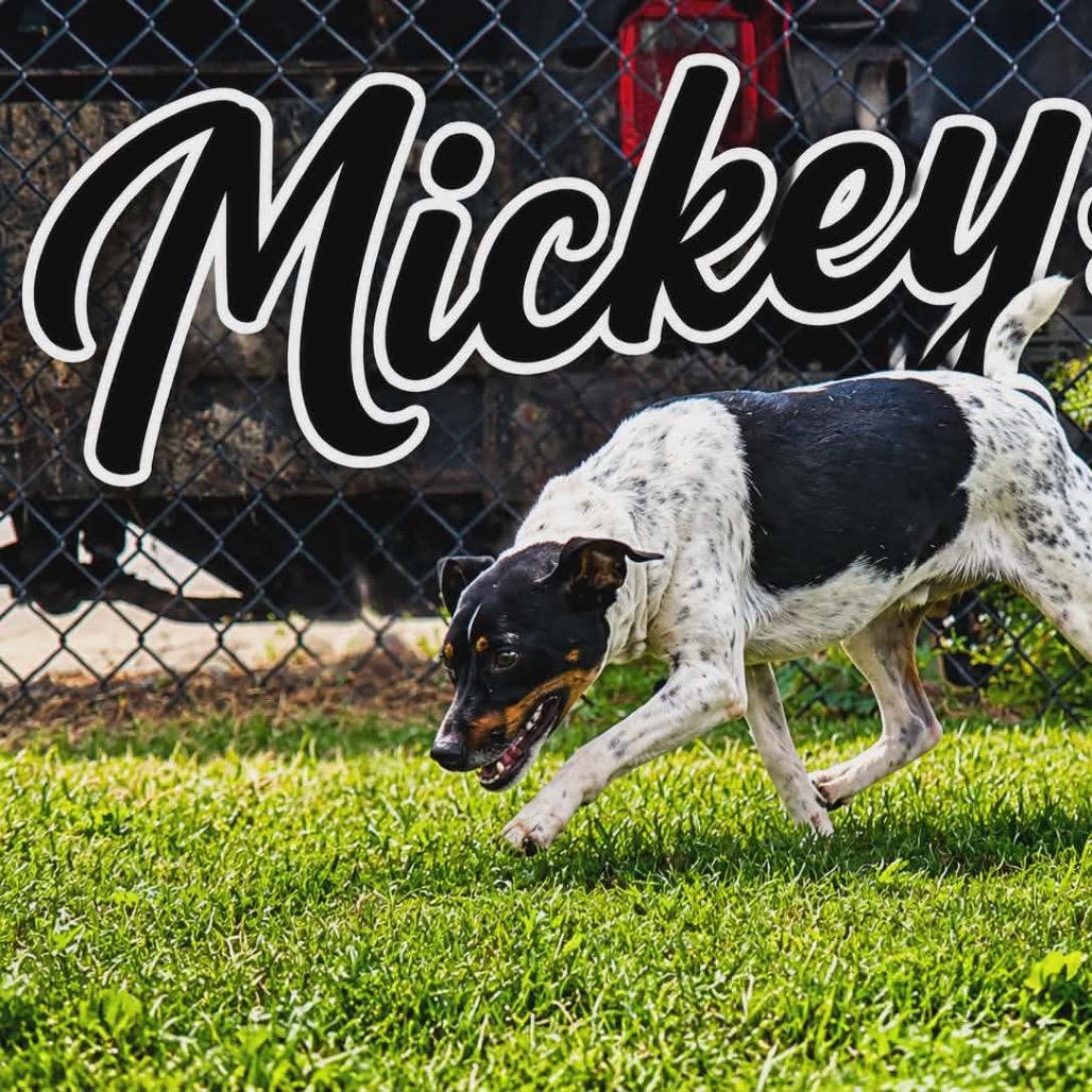 Enlarge Mickey, a Adoptable Terrier in Portland, TX image 2/6