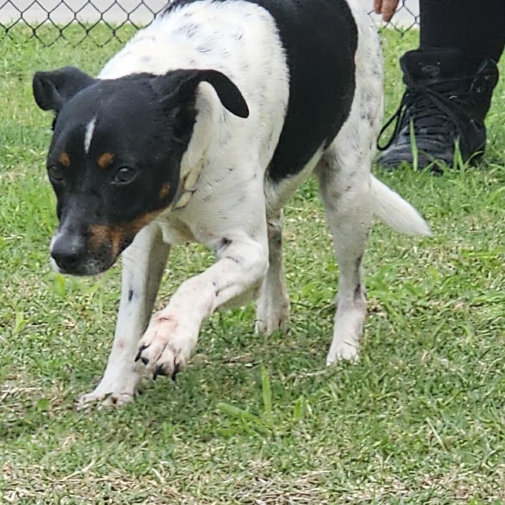 Enlarge Mickey, a Adoptable Terrier in Portland, TX image 3/6
