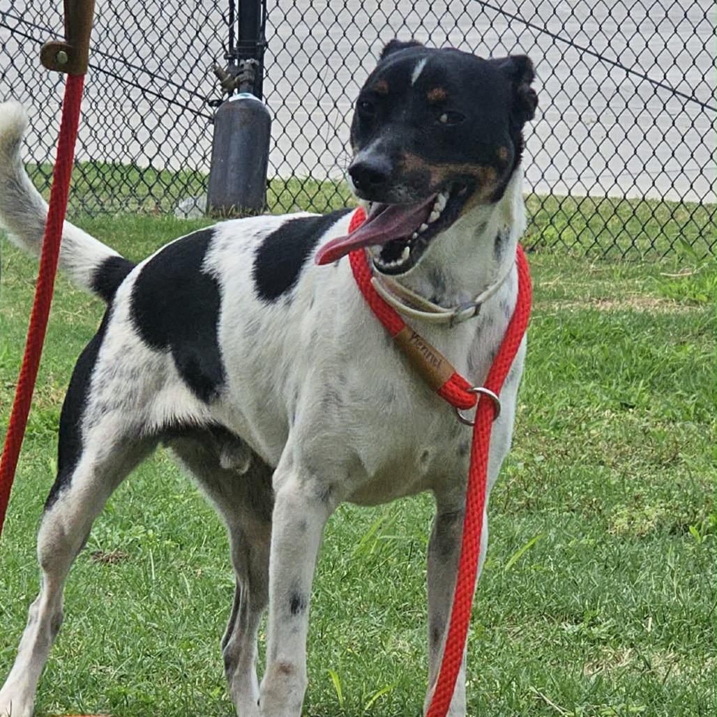 Enlarge Mickey, a Adoptable Terrier in Portland, TX image 4/6