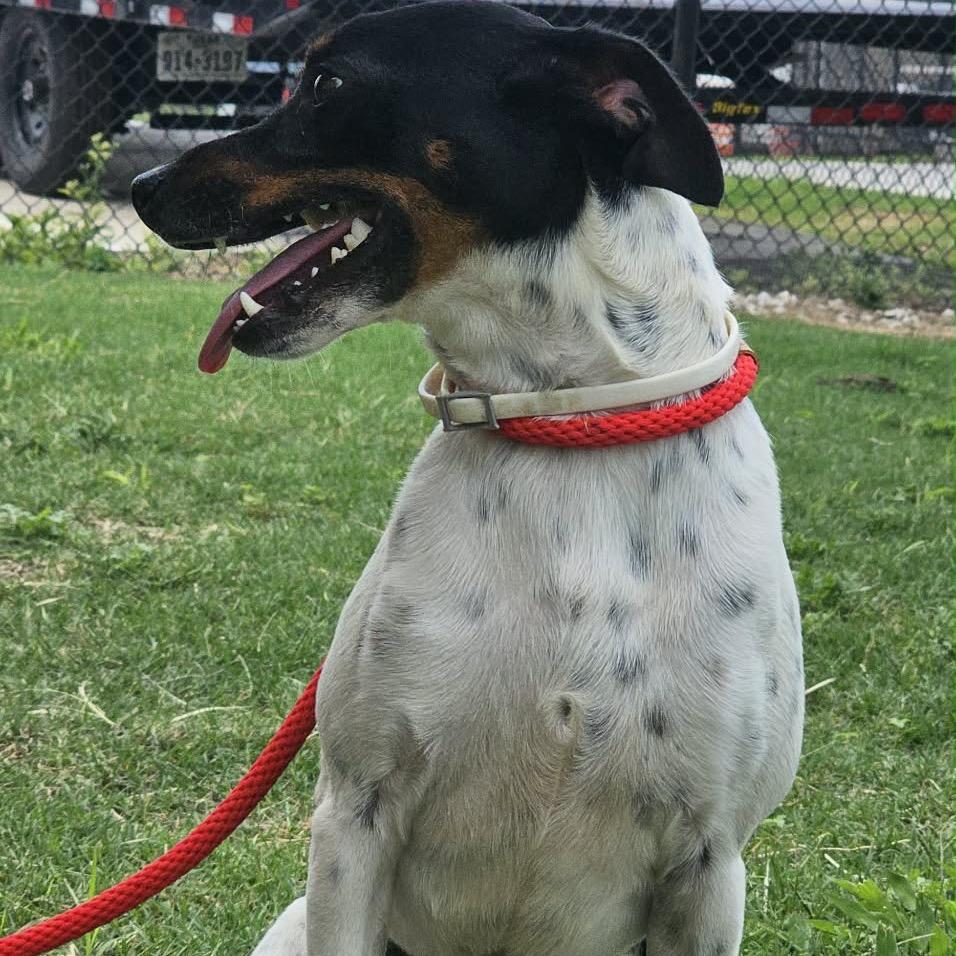 Enlarge Mickey, a Adoptable Terrier in Portland, TX image 5/6