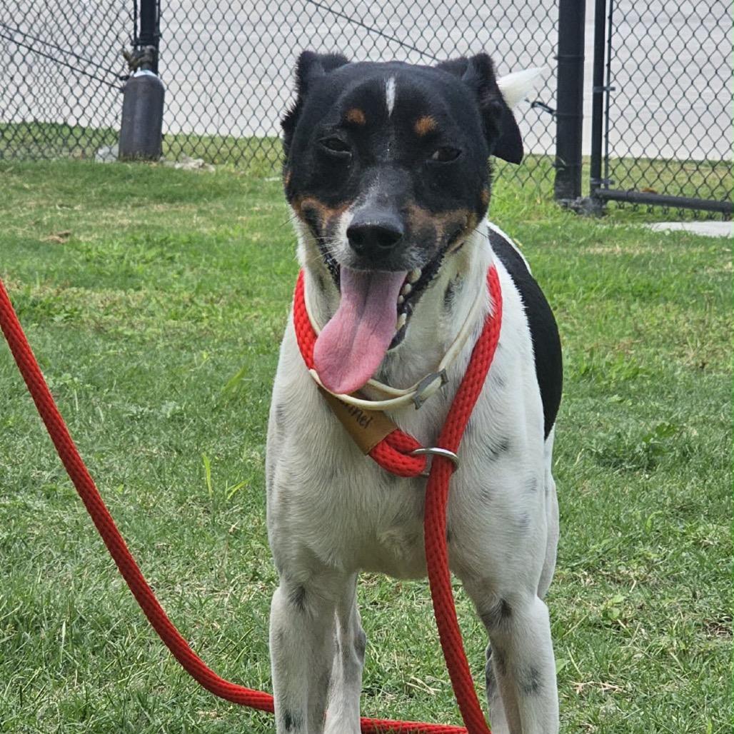 Enlarge Mickey, a Adoptable Terrier in Portland, TX image 6/6