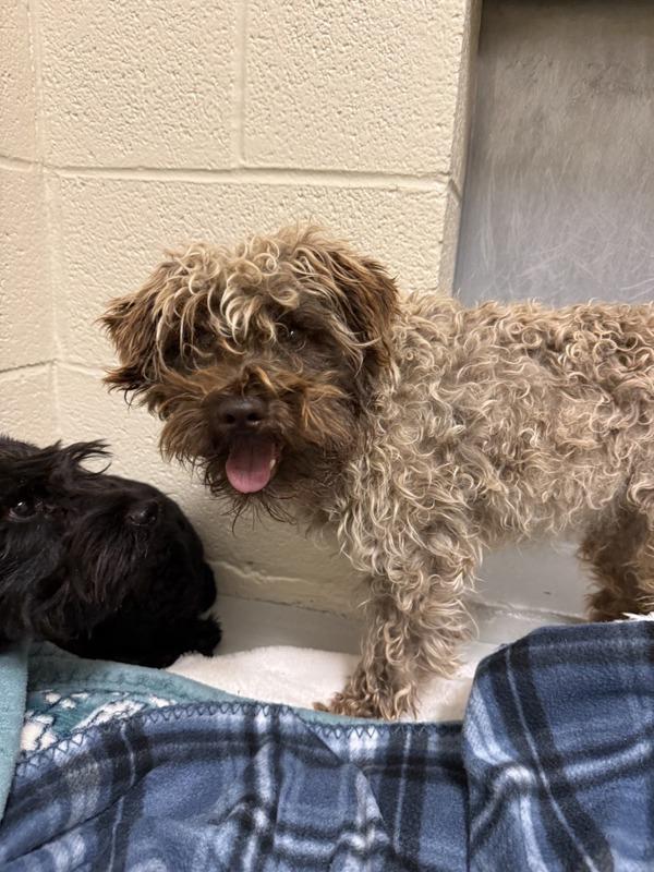 Mozart, Adoptable, Adult Male Mixed Breed.