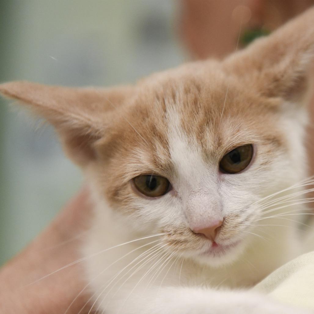 Stuffing, Adoptable, Kitten Female Domestic Short Hair.