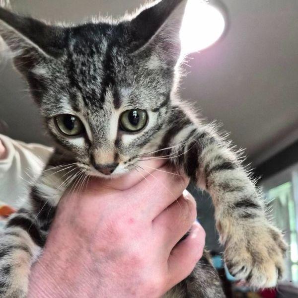 Selena, Adoptable, Kitten Female Domestic Short Hair.