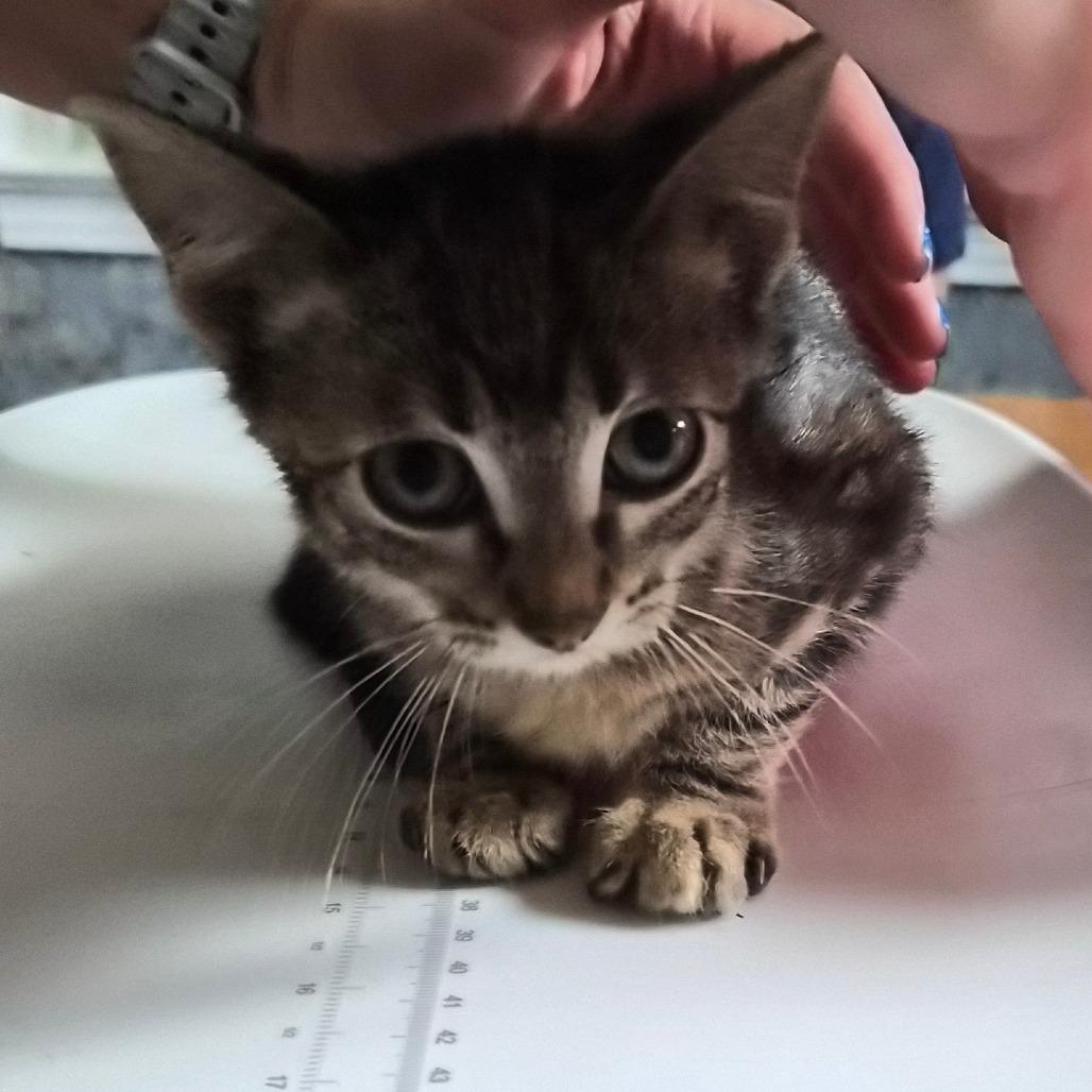 Enlarge Selena, a Adoptable Domestic Short Hair in Concord, NH image 2/5