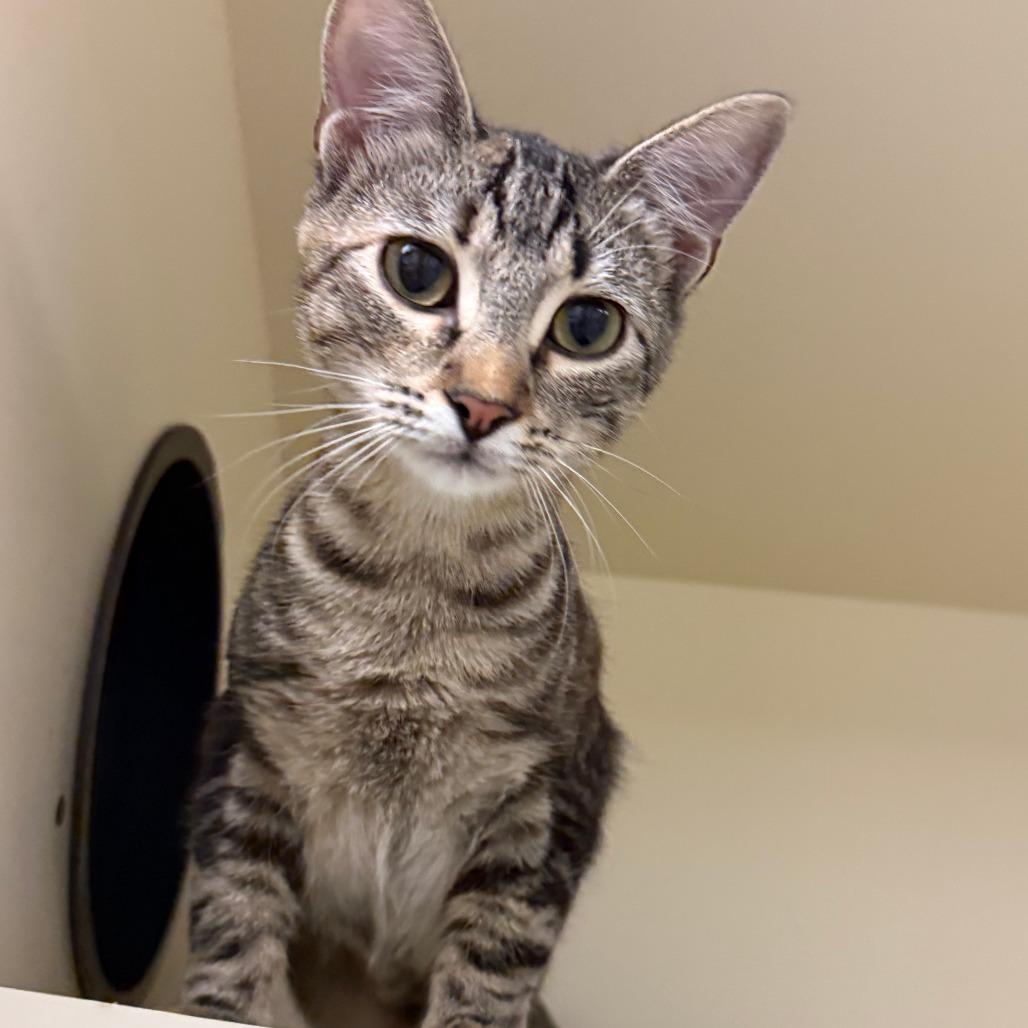 Enlarge Selena, a Adoptable Domestic Short Hair in Concord, NH image 3/5