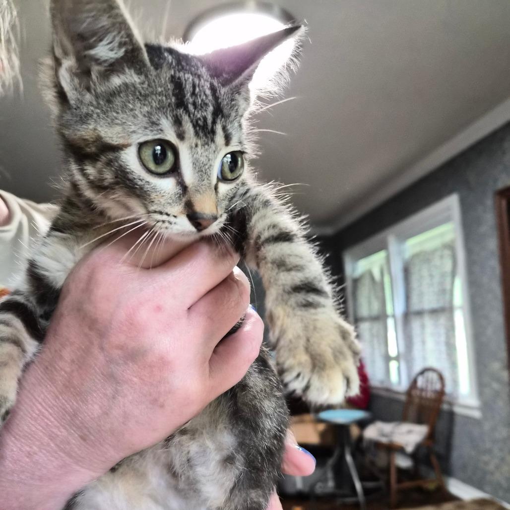 Enlarge Selena, a Adoptable Domestic Short Hair in Concord, NH image 5/5