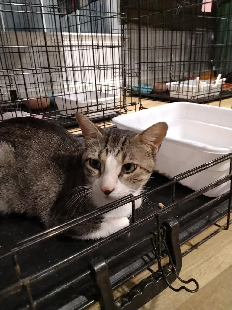 BJ, Adoptable, Young Male Domestic Short Hair.