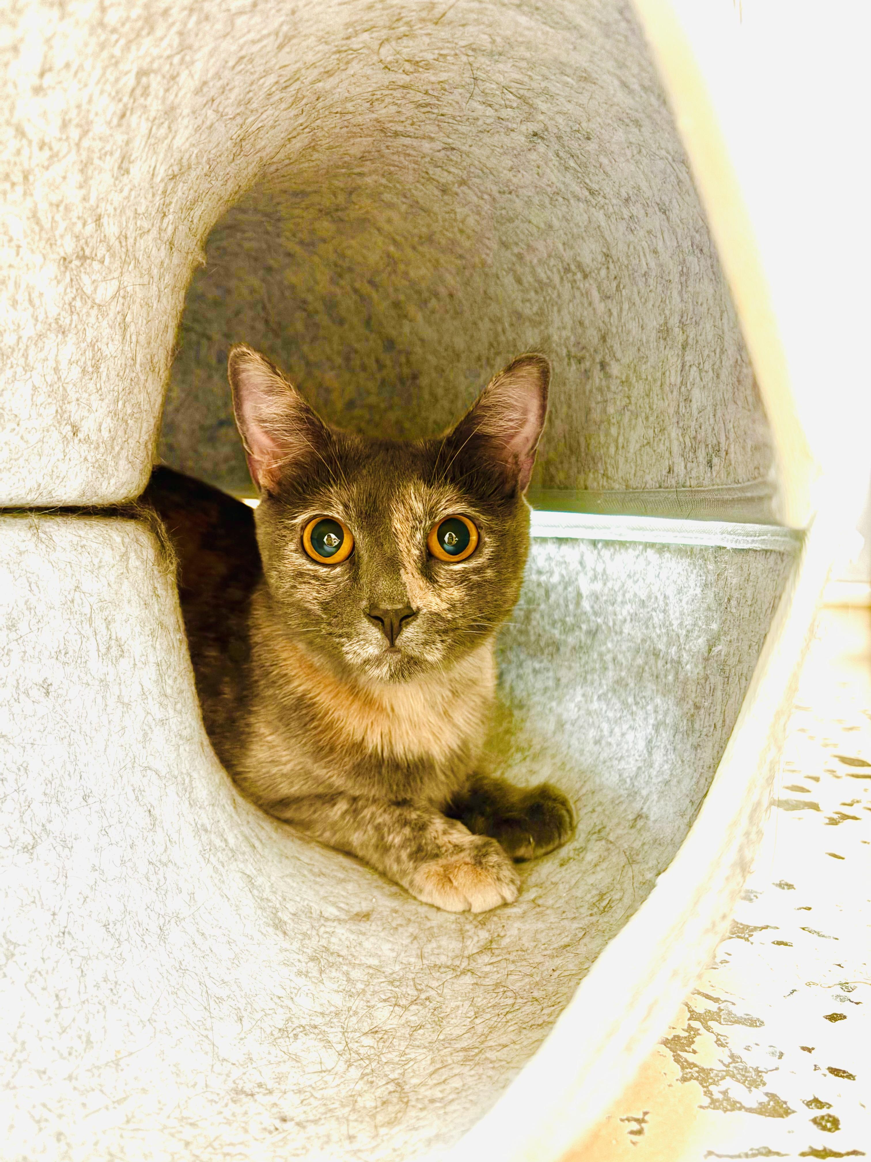 Enlarge ROSALINA, a Adopted Domestic Short Hair in Joshua Tree, CA image 1/1