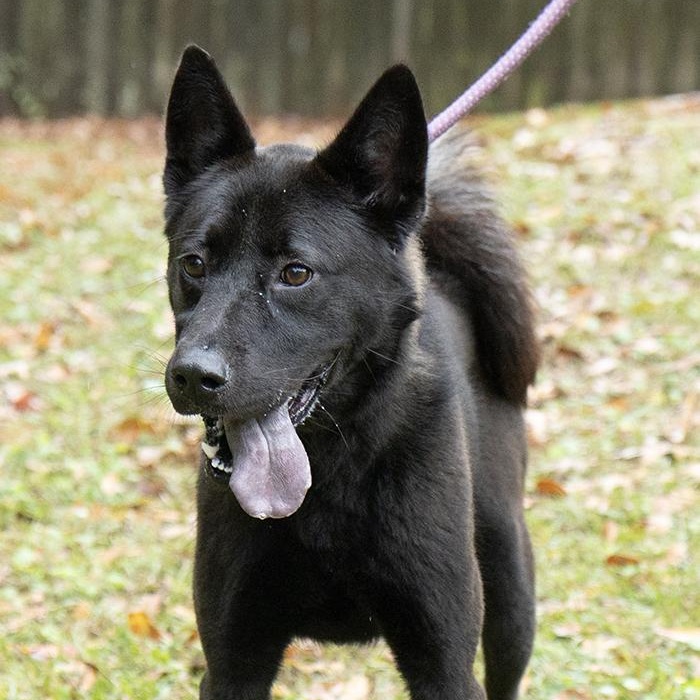 Maize, a ADOPTABLE mixed breed in Slidell, LA image 3/3