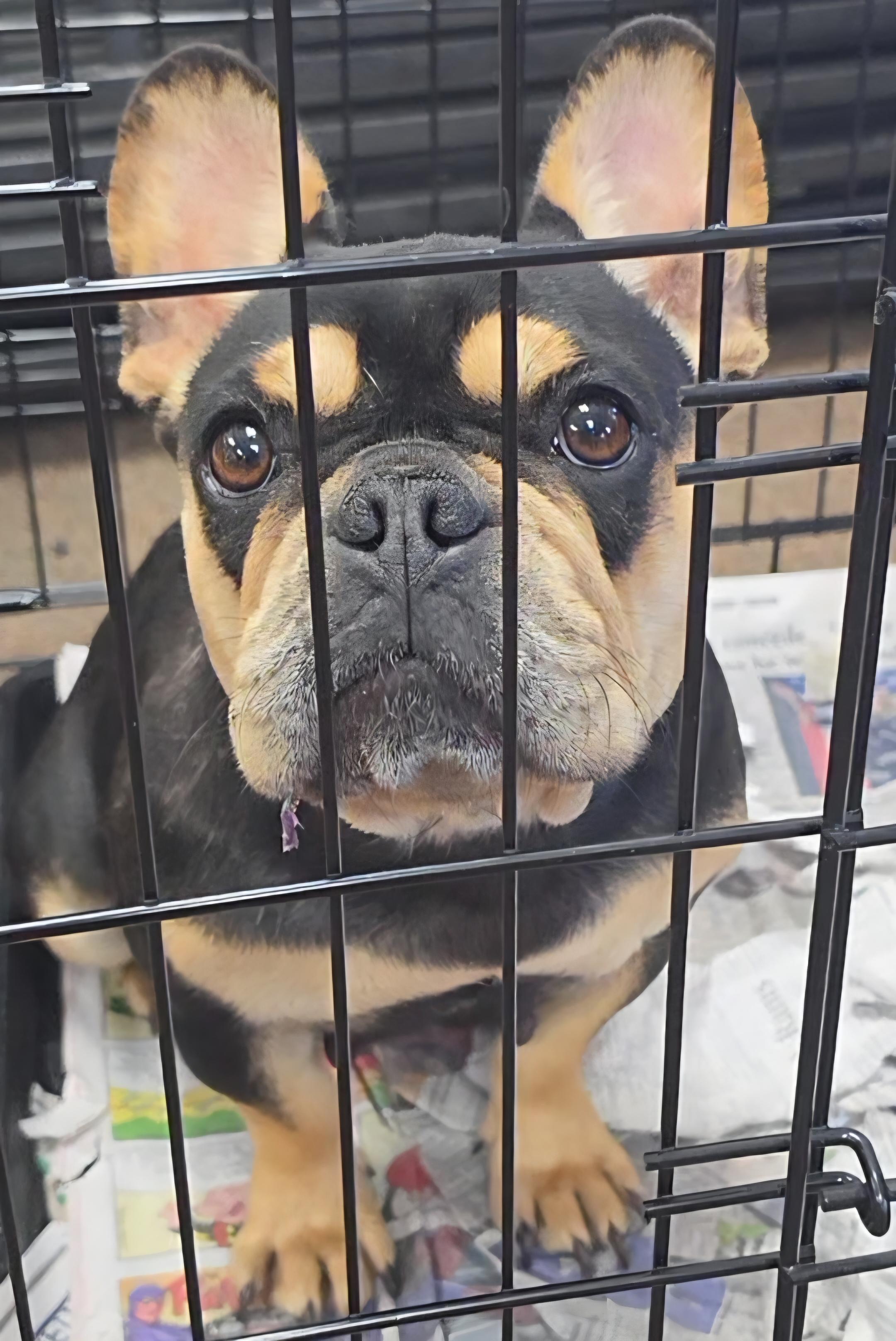 Enlarge Matilda, a Adoptable French Bulldog in LaGrange, IN image 1/1