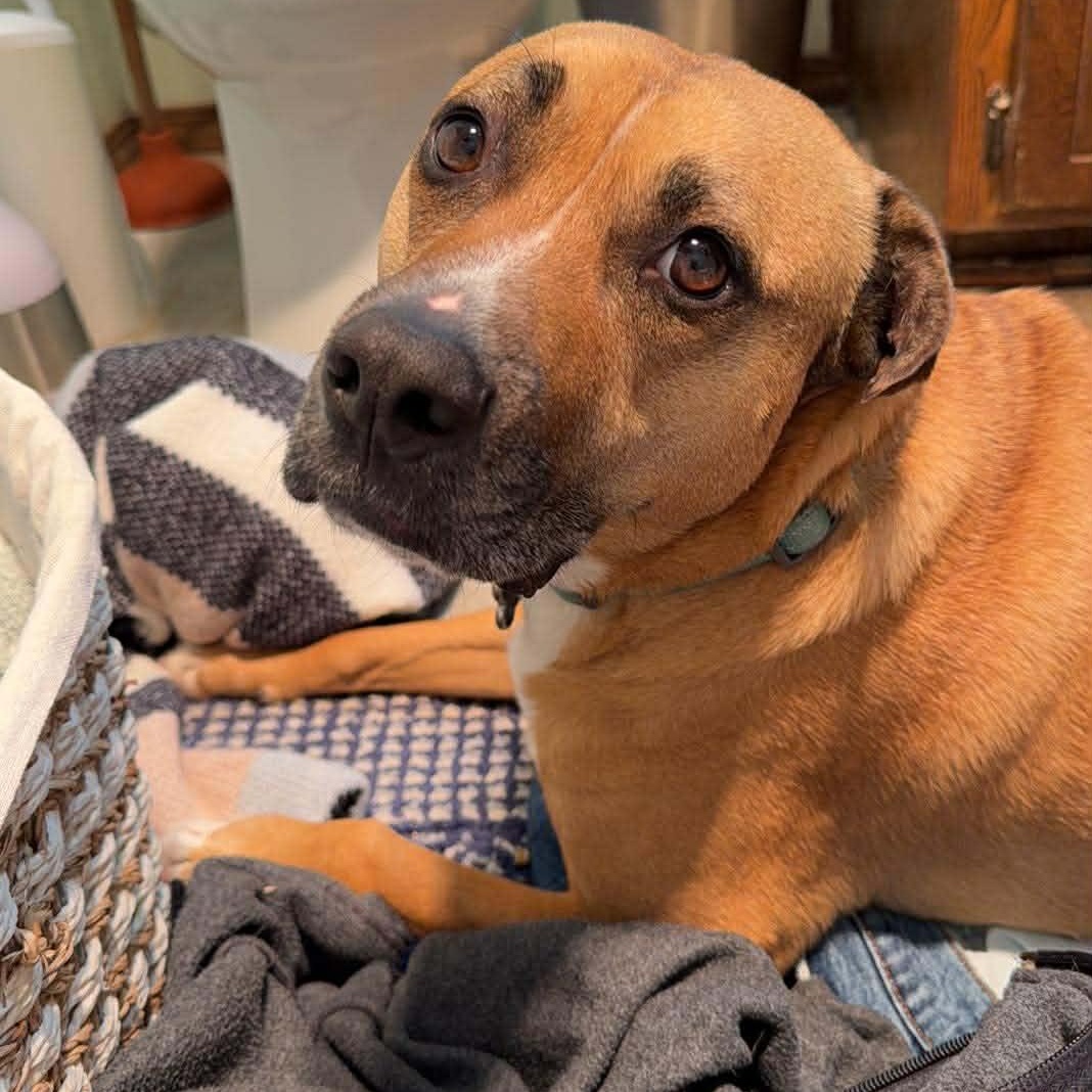 Bentley, Adoptable, Adult Male Boxer & Black Mouth Cur.