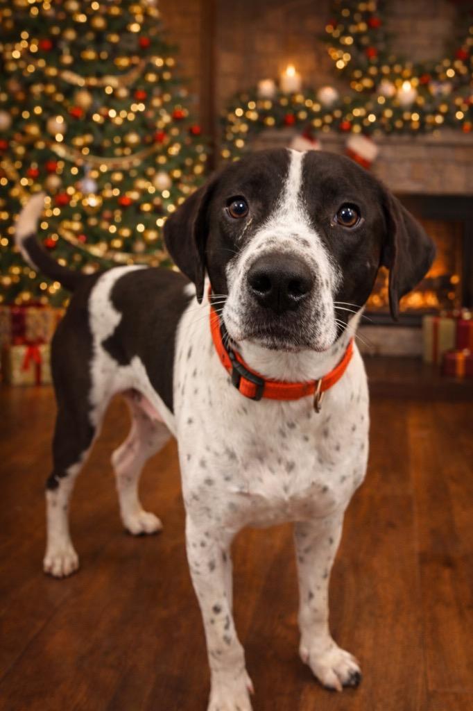 Enlarge Odie, a Adoptable mixed breed in Cobden, IL image 1/1