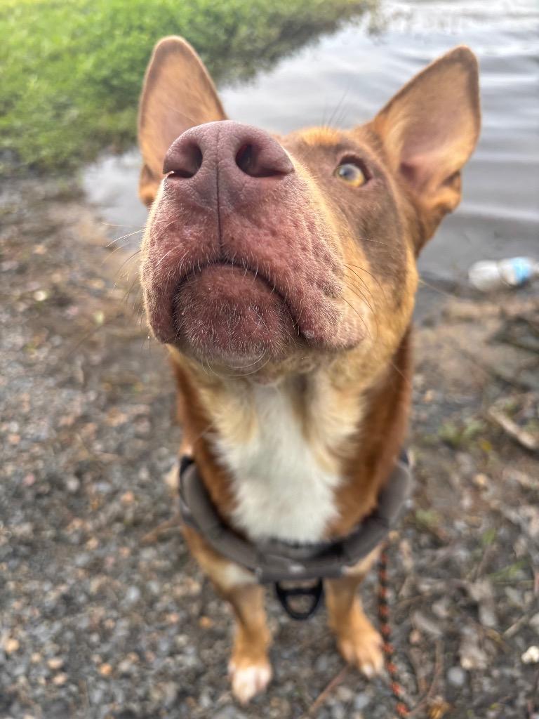 Ripley, Adoptable, Adult Male Shepherd.