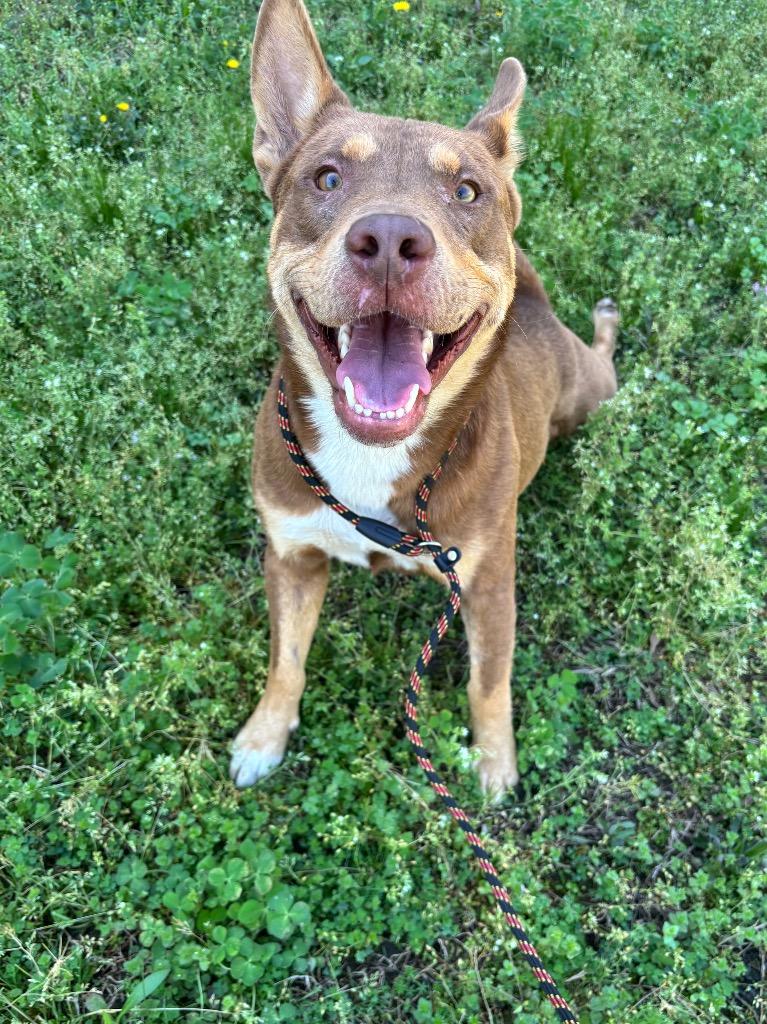 Enlarge Ripley, a Adoptable mixed breed in Little Rock, AR image 3/6