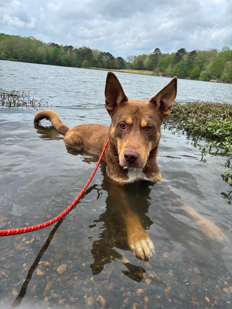 Enlarge Ripley, a Adoptable mixed breed in Little Rock, AR image 4/6