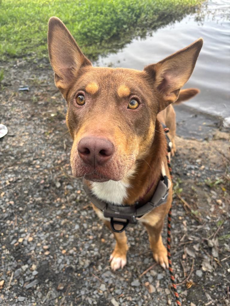 Enlarge Ripley, a Adoptable mixed breed in Little Rock, AR image 5/6