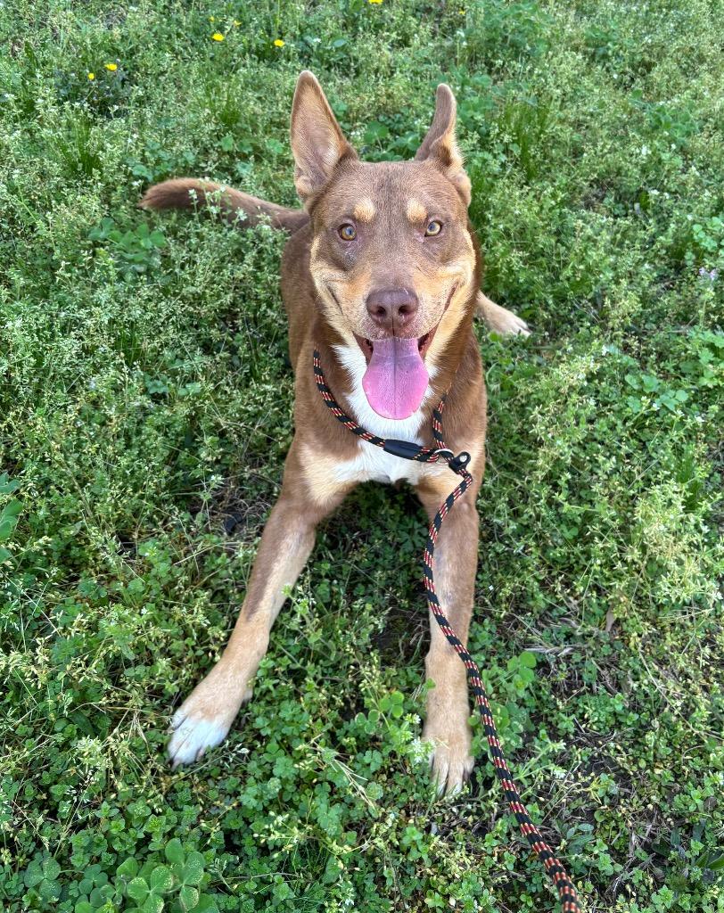 Enlarge Ripley, a Adoptable mixed breed in Little Rock, AR image 6/6