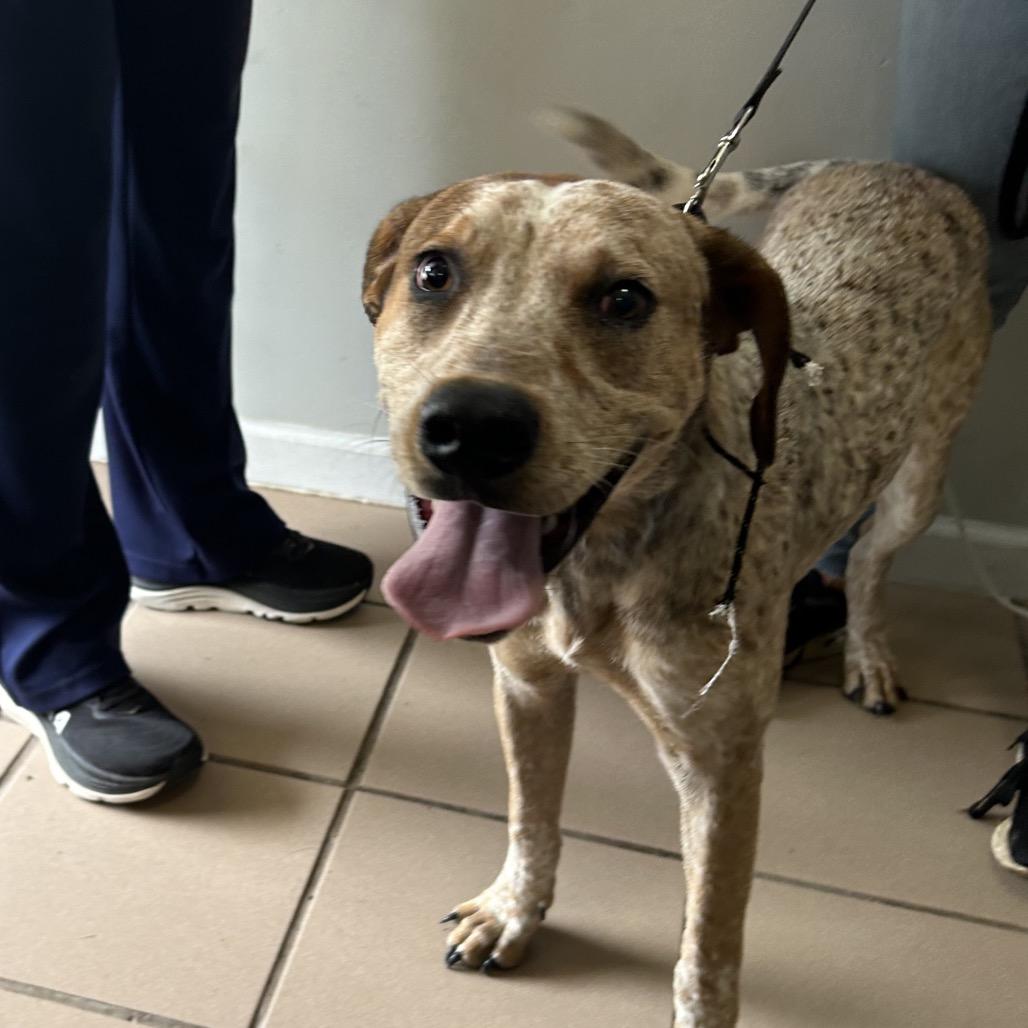 Ranger, Adoptable, Young Male Australian Cattle Dog / Blue Heeler & Mixed Breed.