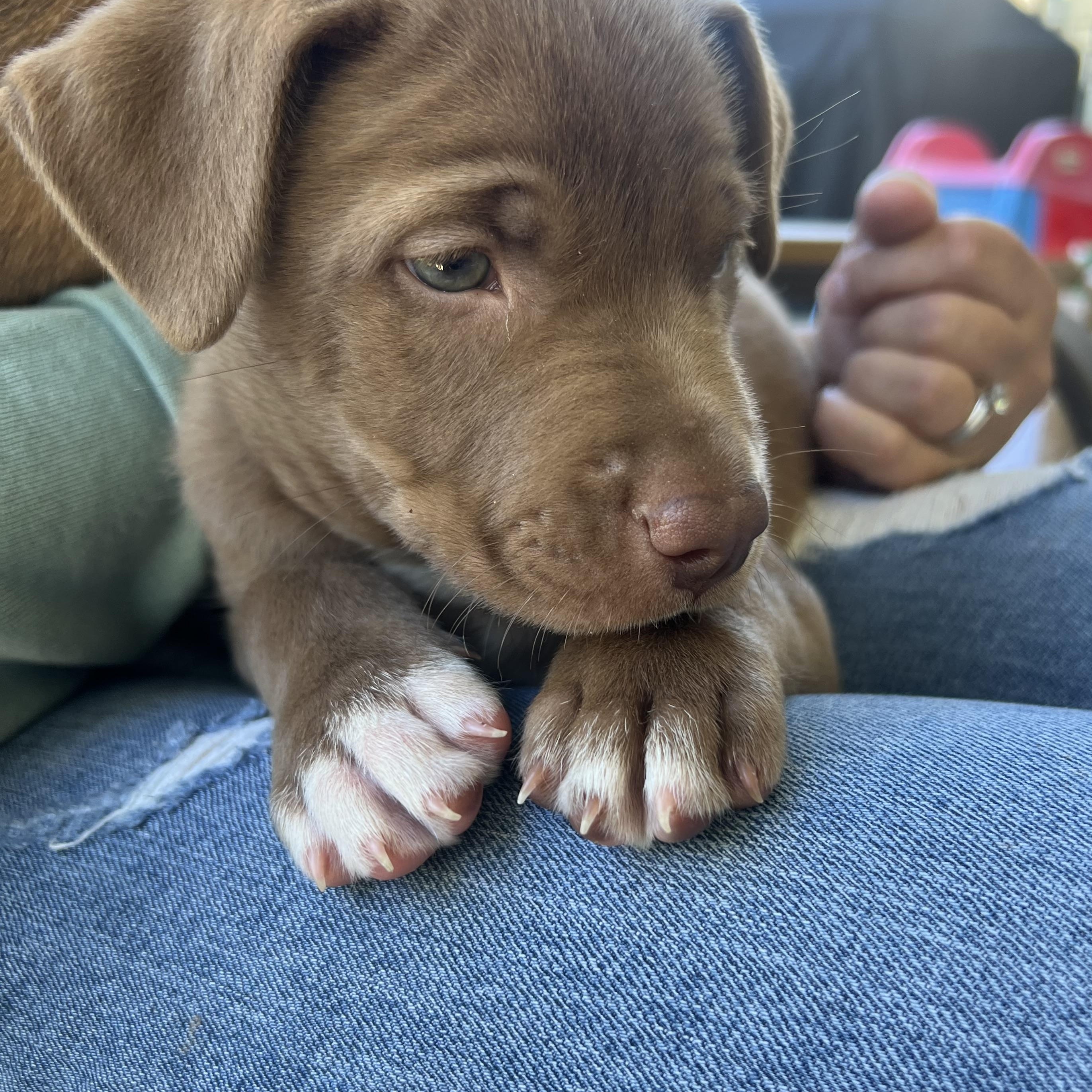 Enlarge Spud, a Adoptable mixed breed in Waxhaw, NC image 3/4