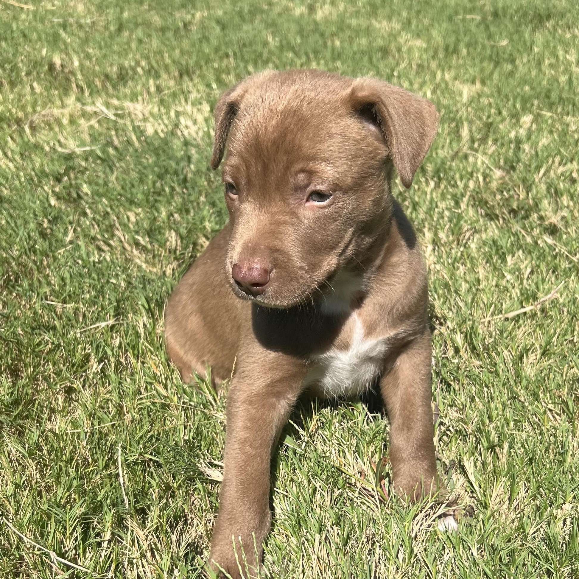 Enlarge Spud, a Adoptable mixed breed in Waxhaw, NC image 2/4