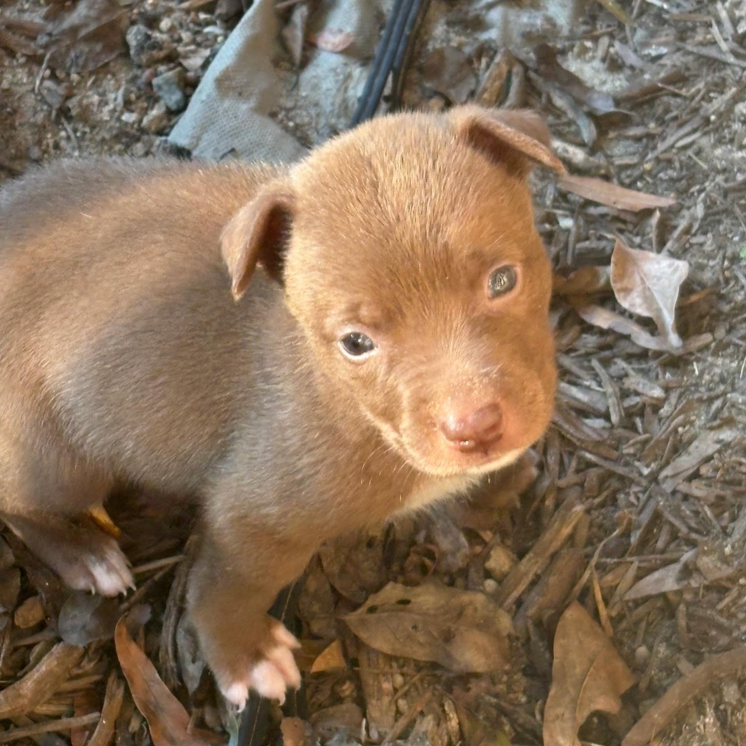 Enlarge Spud, a Adoptable mixed breed in Waxhaw, NC image 4/4