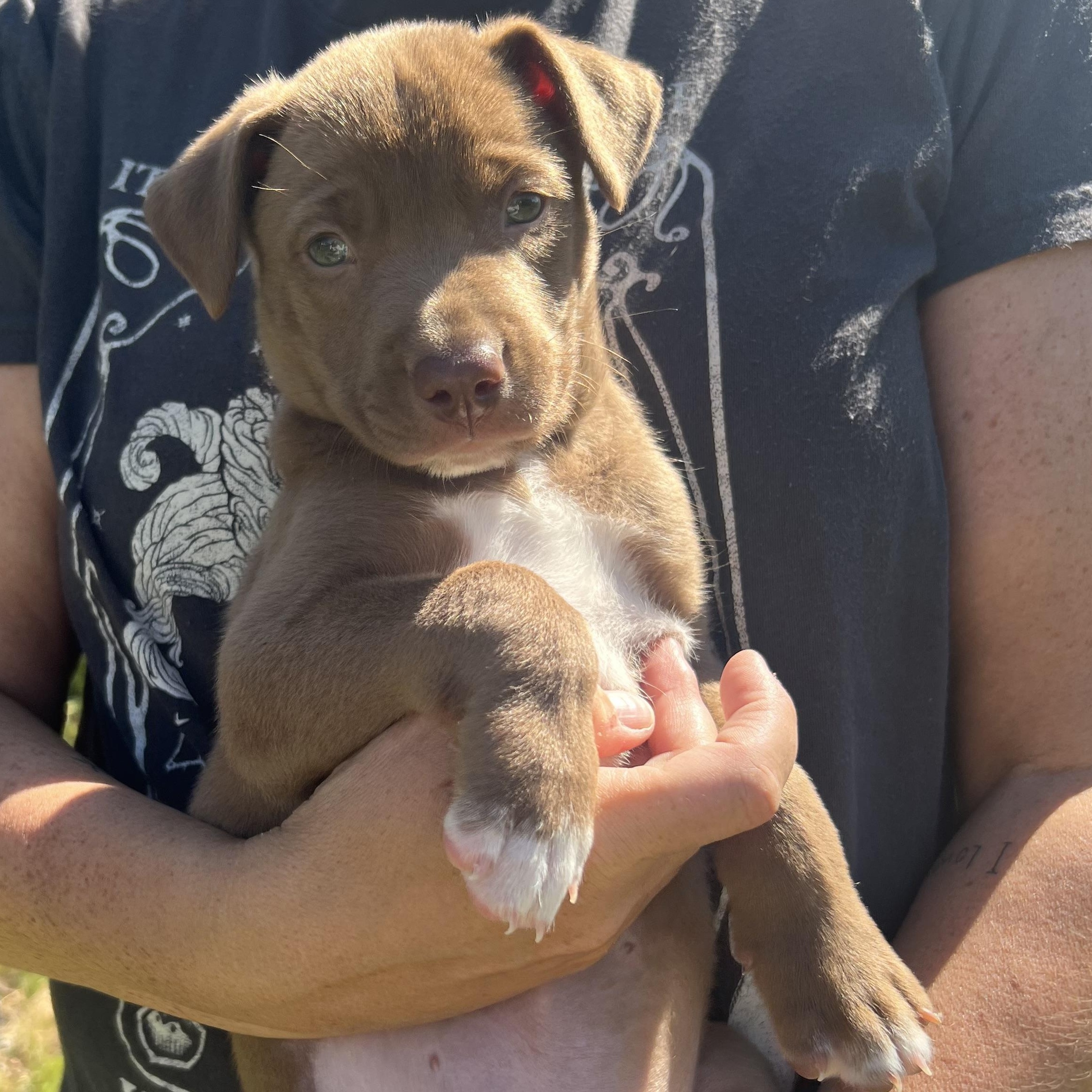 Enlarge Spud, a Adoptable mixed breed in Waxhaw, NC image 1/4