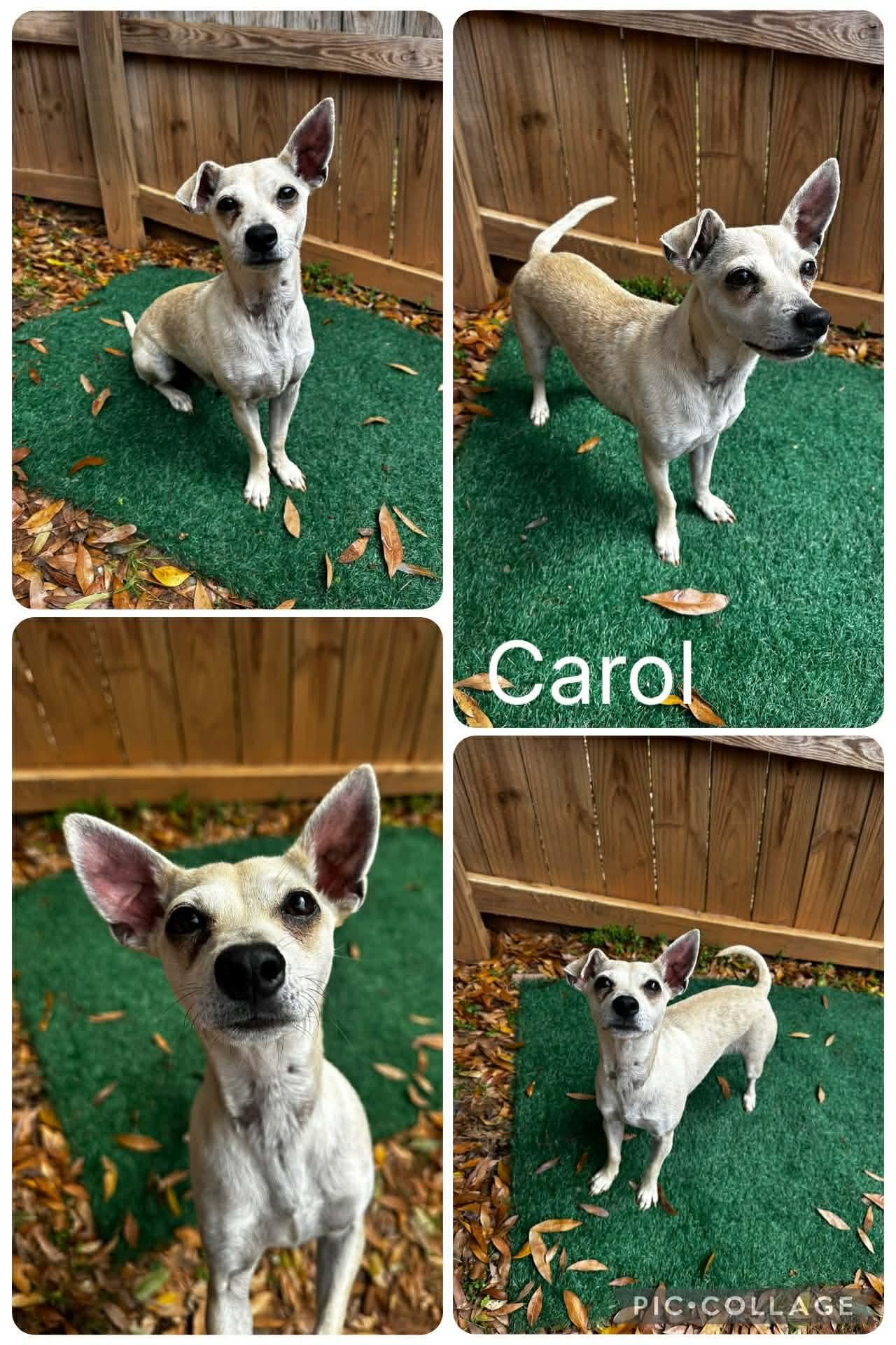 Carol, ADOPTABLE, Young Female Chihuahua & Dachshund.