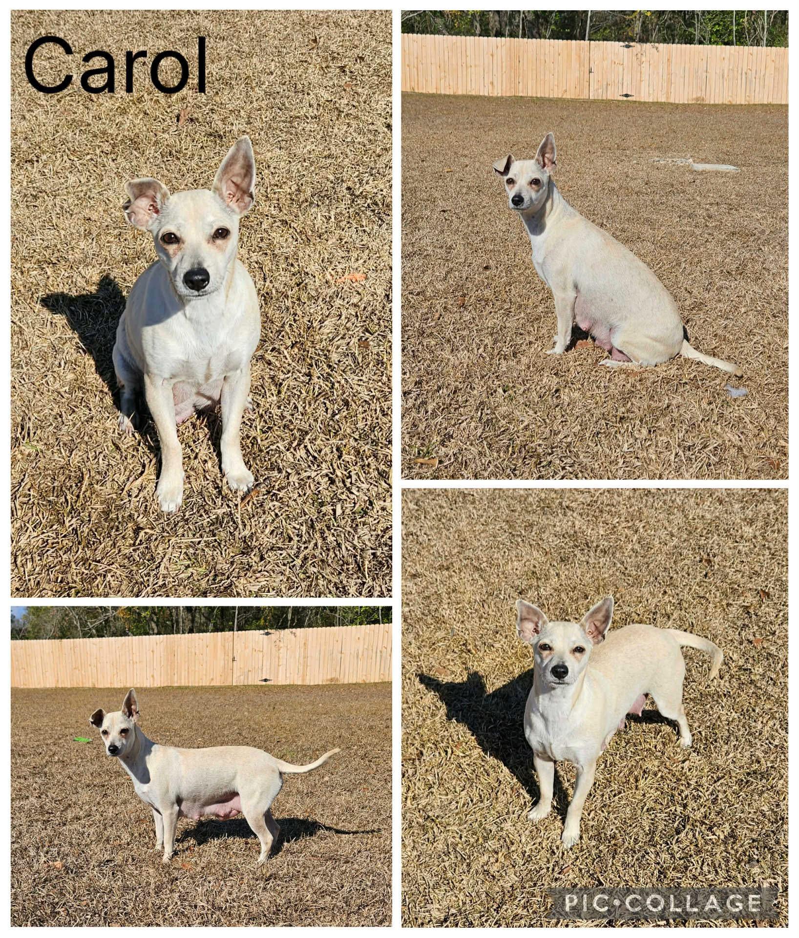Enlarge Carol, a ADOPTABLE mixed breed in Enterprise, AL image 1/1
