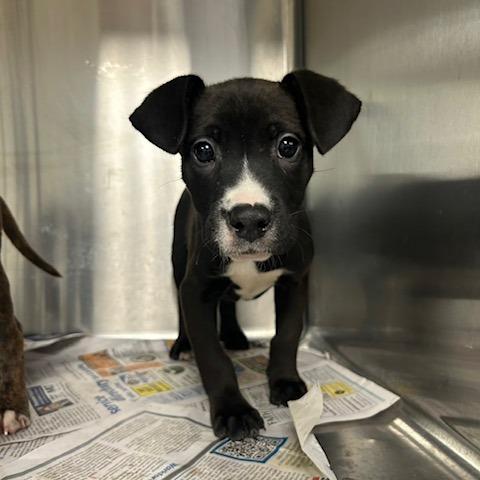 Jamie, Adoptable, Puppy Male Mixed Breed.