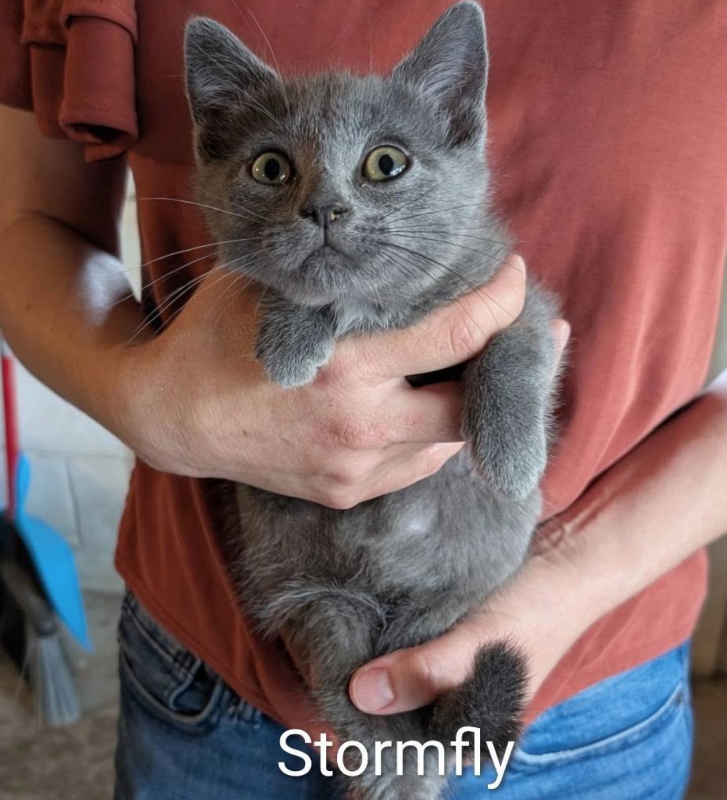 Stormfly, Adoptable, Kitten Male Domestic Short Hair.
