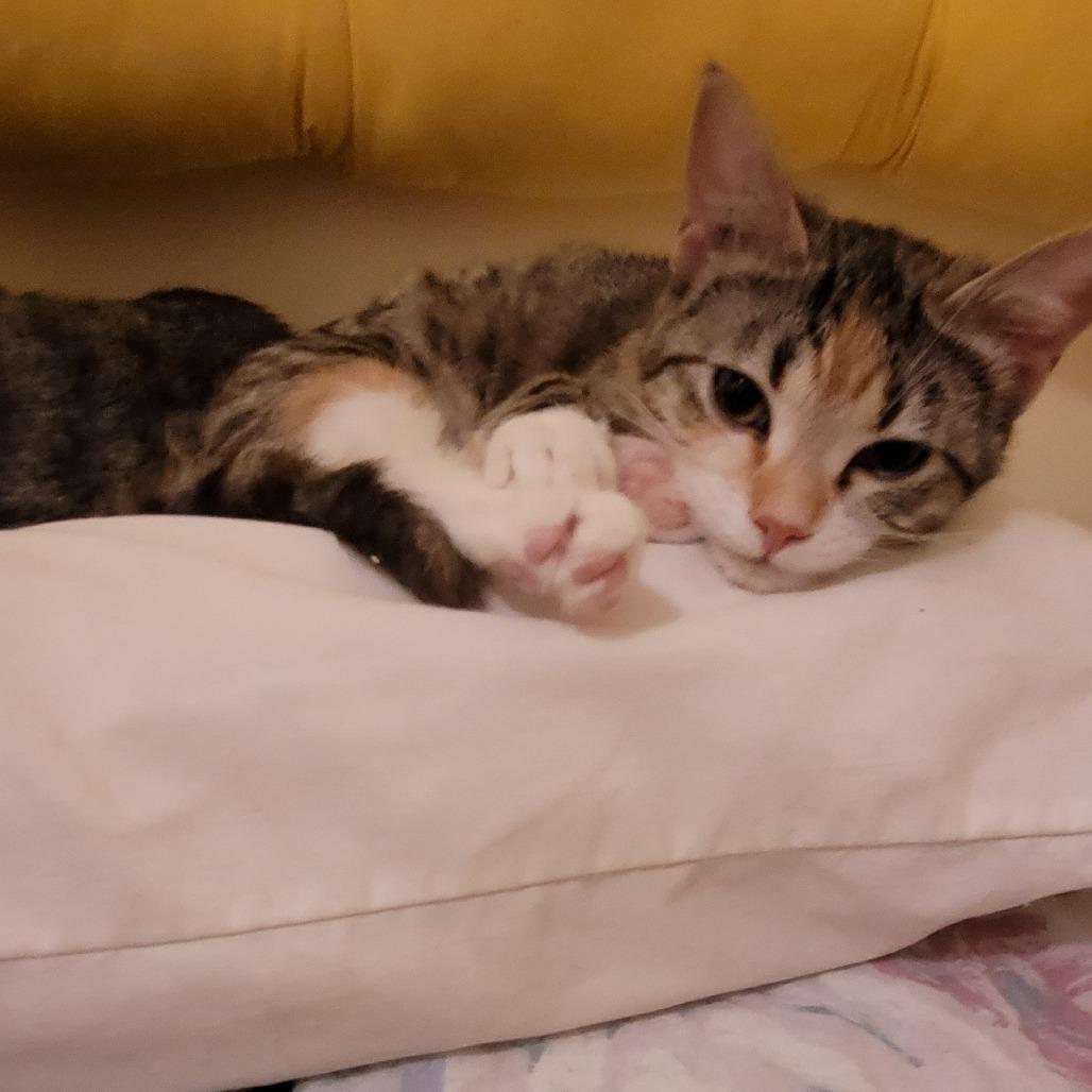 Haneil, Adoptable, Young Female Domestic Short Hair.