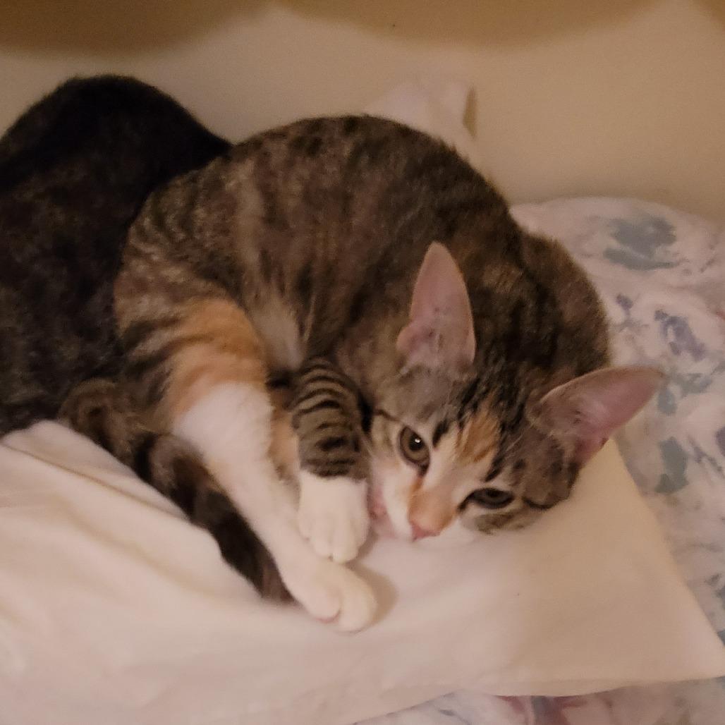 Enlarge Haneil, a Adoptable Domestic Short Hair in Abbotsford, BC image 2/4