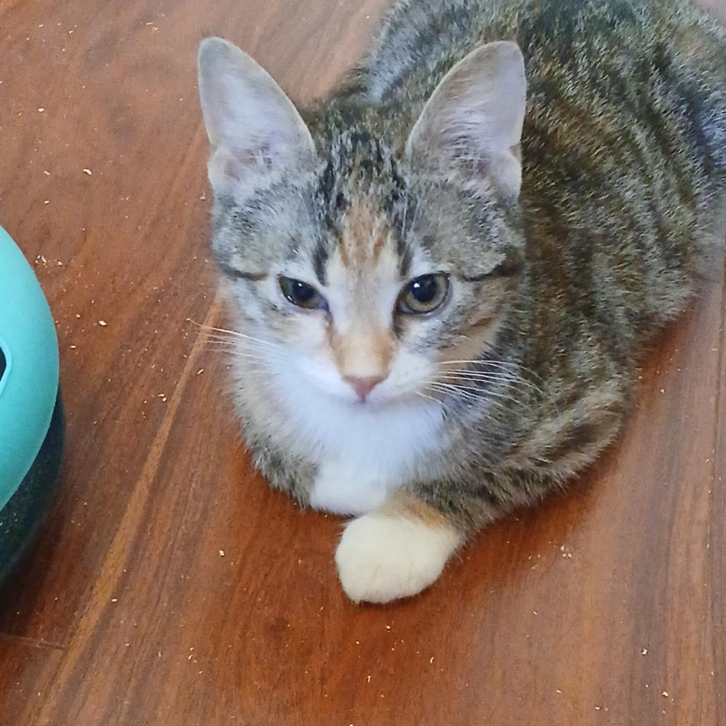 Enlarge Haneil, a Adoptable Domestic Short Hair in Abbotsford, BC image 3/4