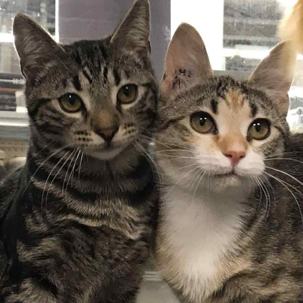 Enlarge Haneil, a Adoptable Domestic Short Hair in Abbotsford, BC image 4/4