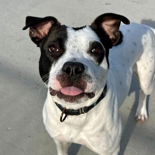 Sadie, Adoptable, Young Female Pit Bull Terrier.